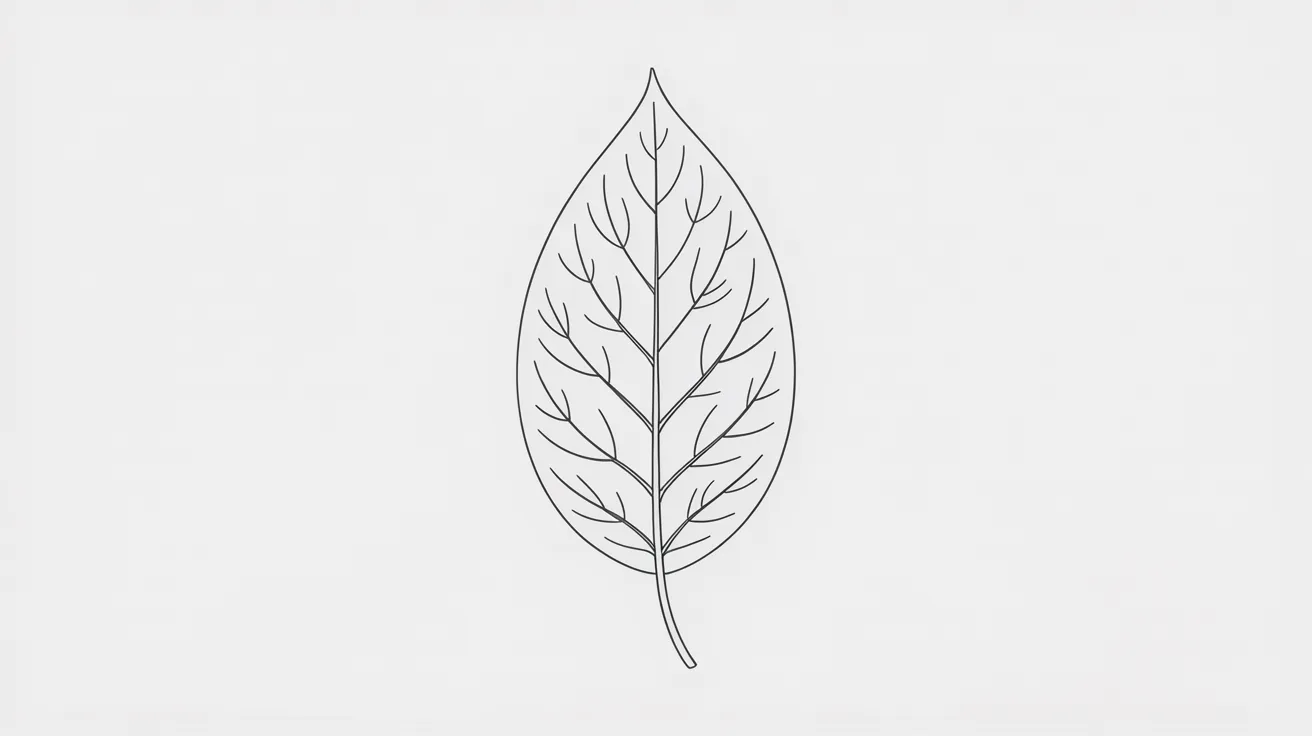 Leaf Outline Sketch