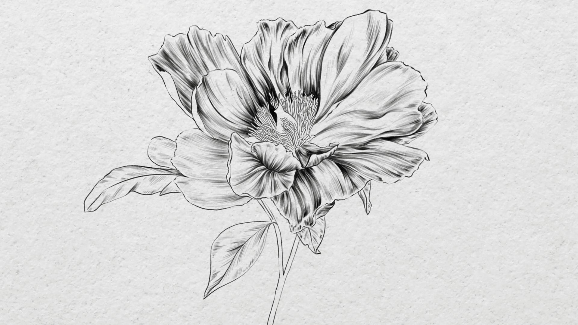 A drawing of a flower sketched on a piece of white paper, showcasing delicate petals and a simple stem.