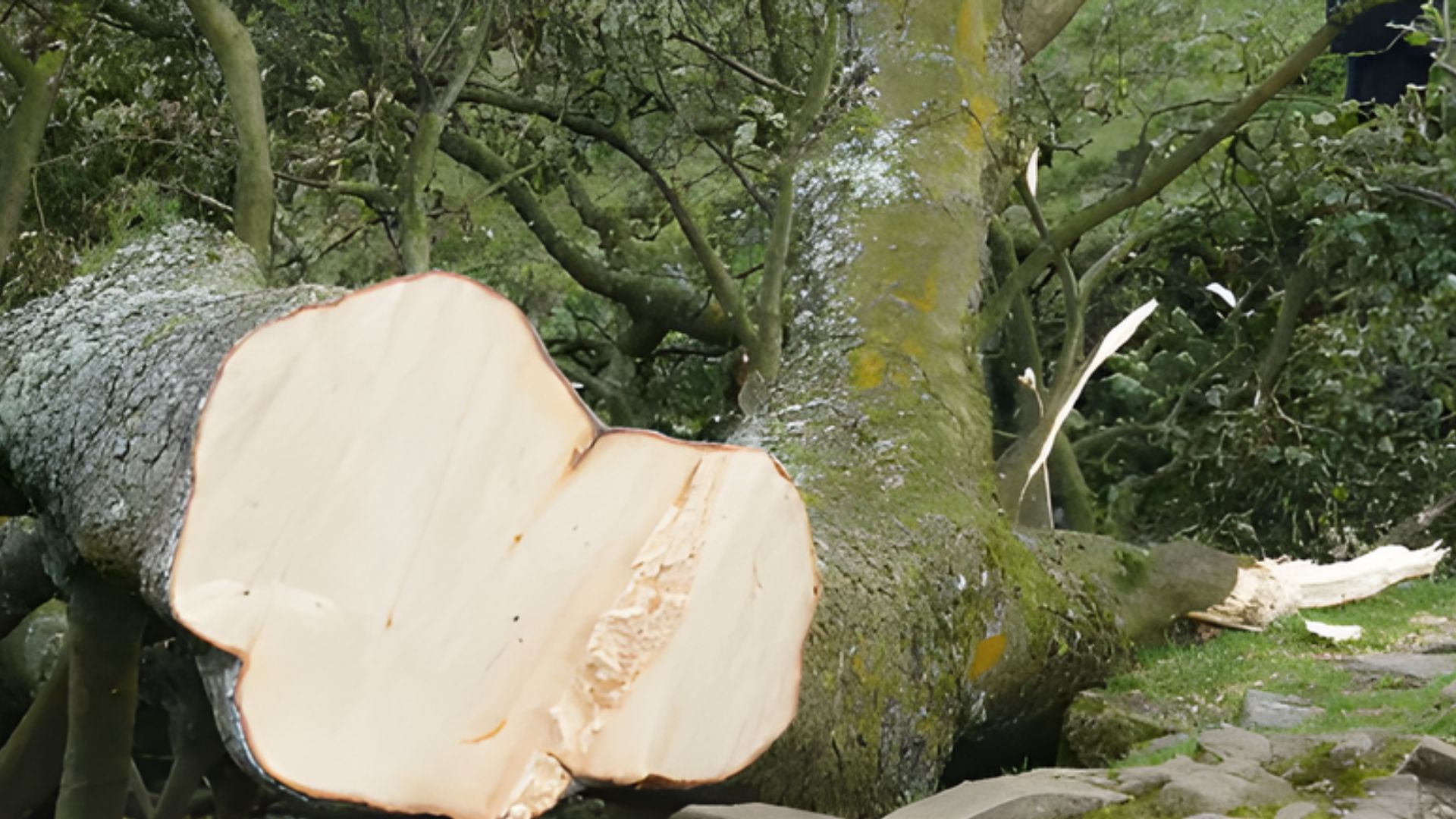 14. Sycamore – Balanced and Underrated