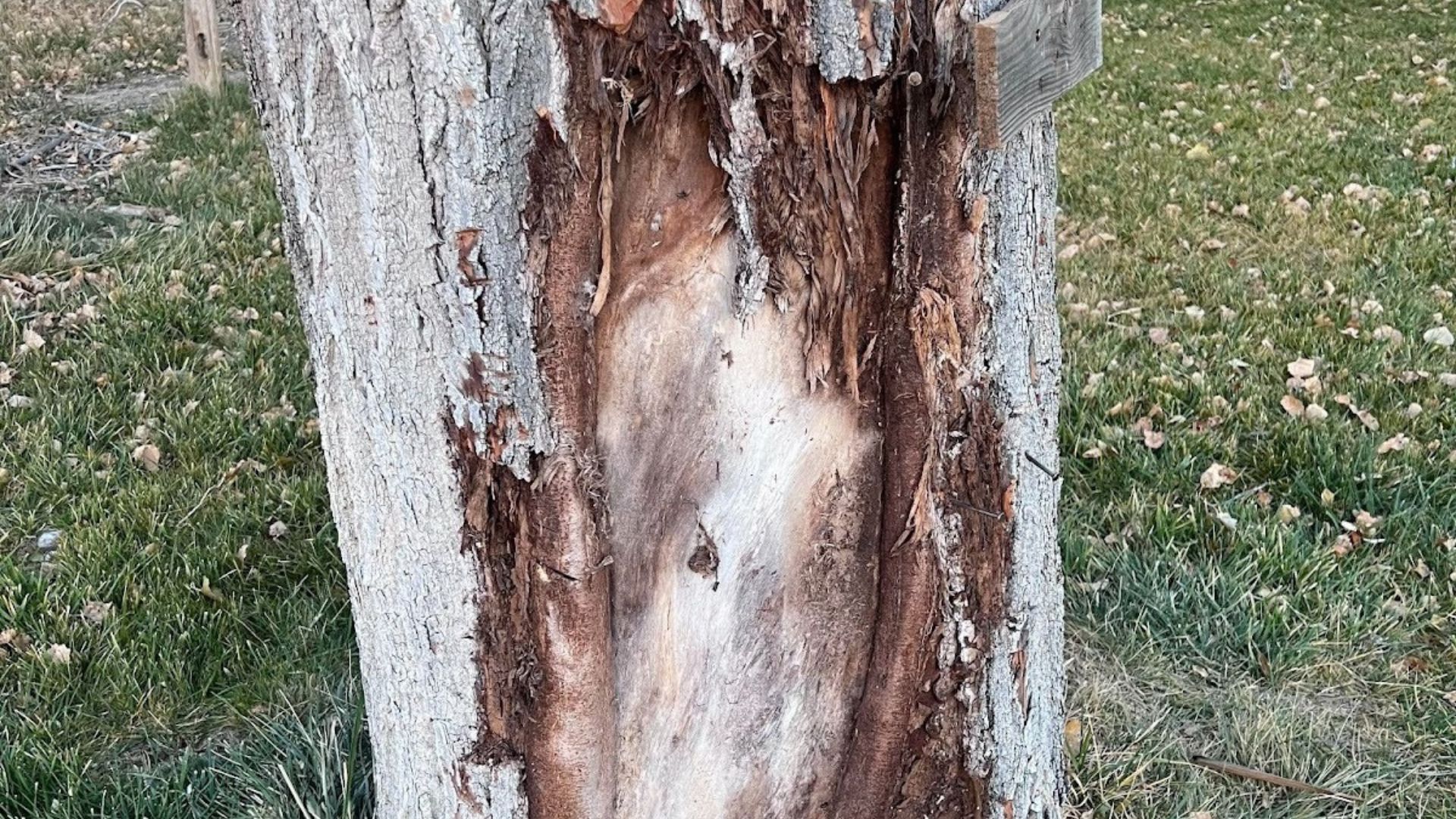 11. Cottonwood Bark – A Unique Whittling Choice