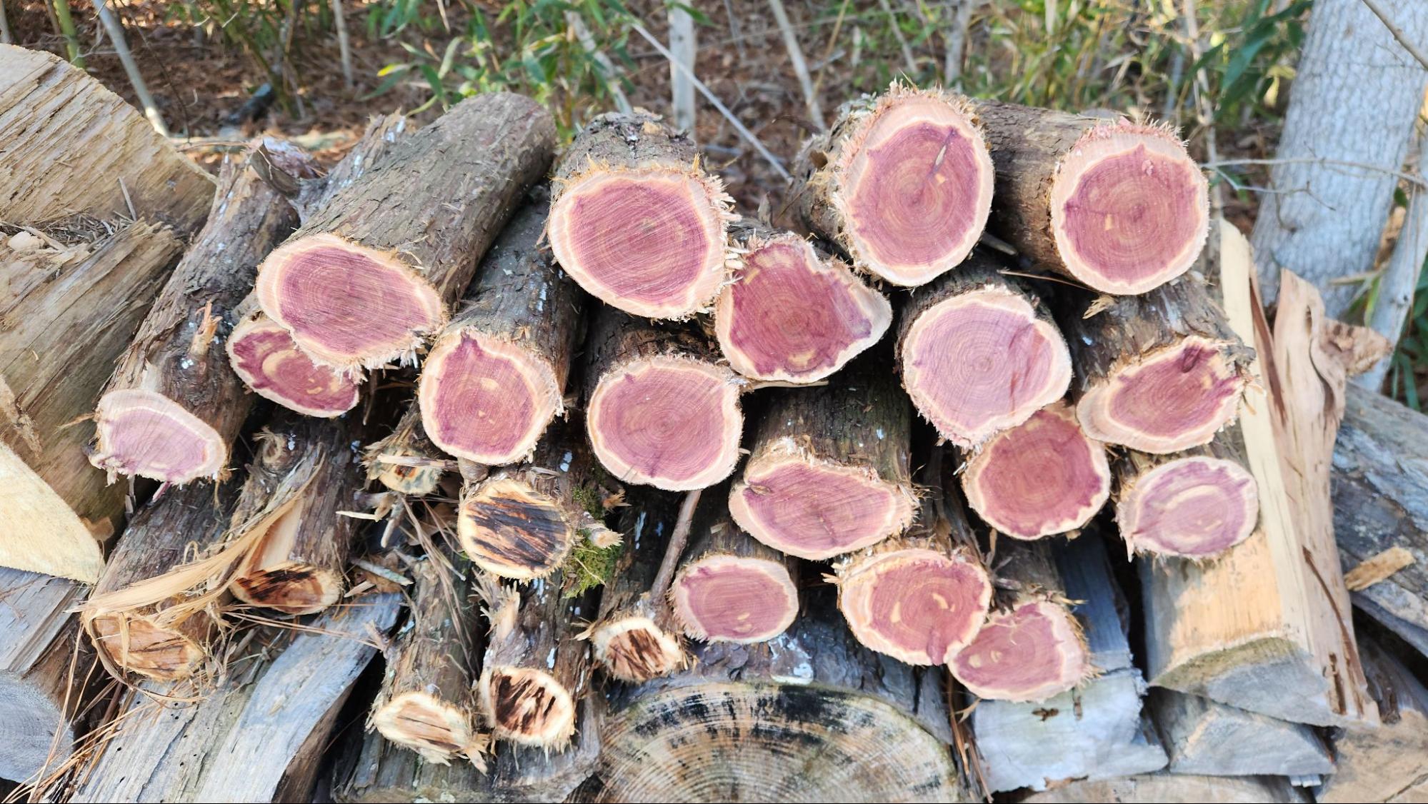 9. Cedar – Aromatic and Appealing