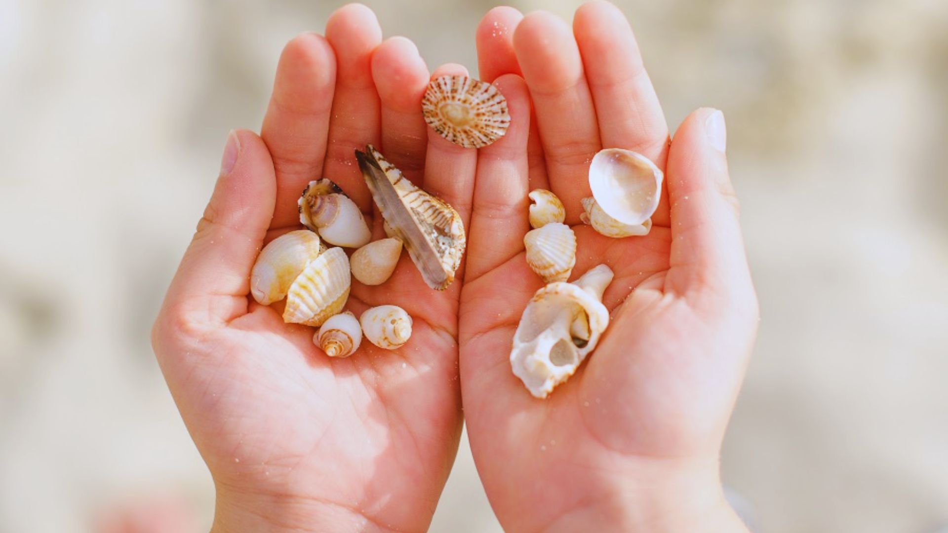 Kids & Family-Friendly Seashell Crafts