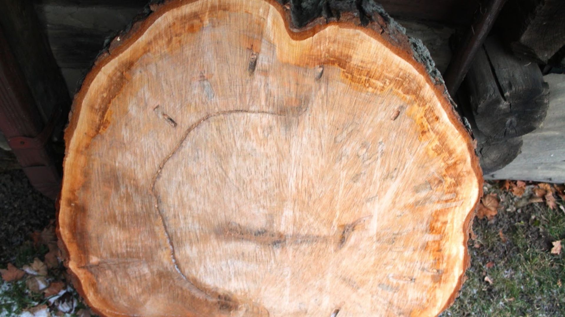 8. Maple – Hard, Heavy, and Reliable