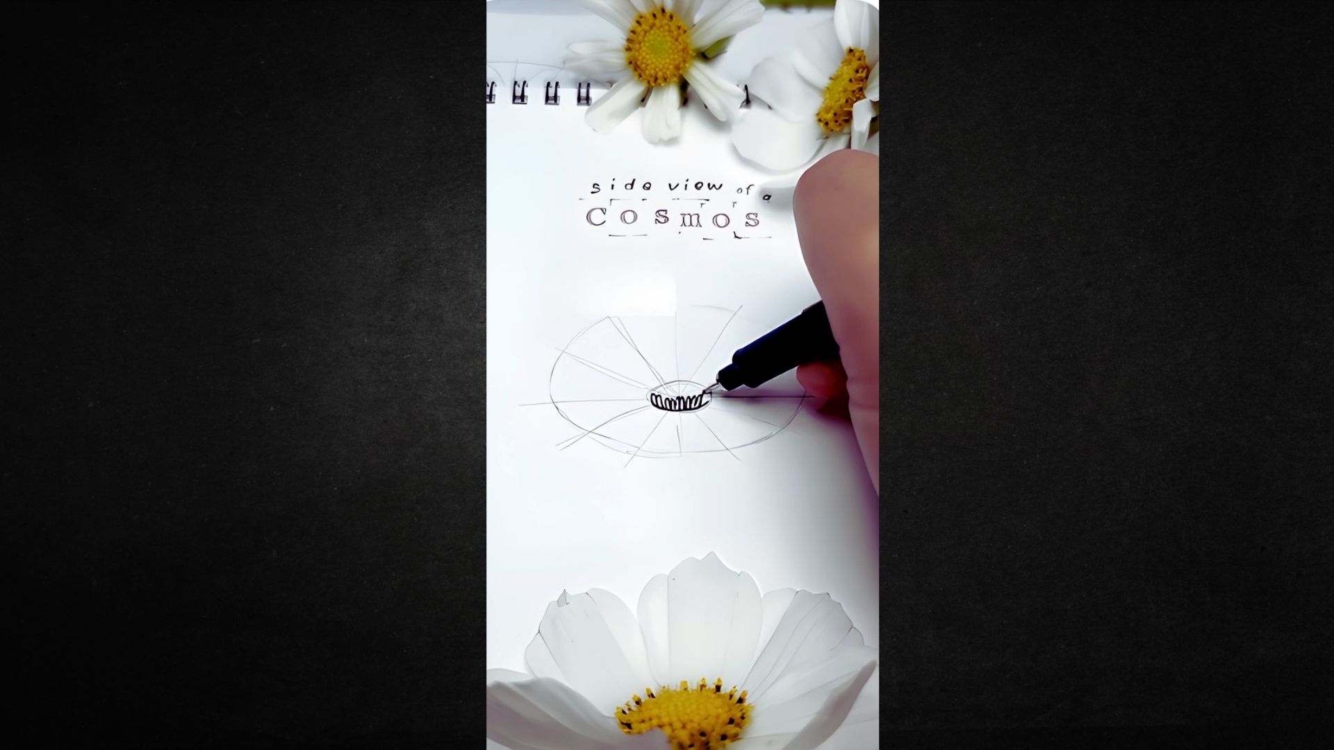 Sketch the Center of the Cosmos Flower