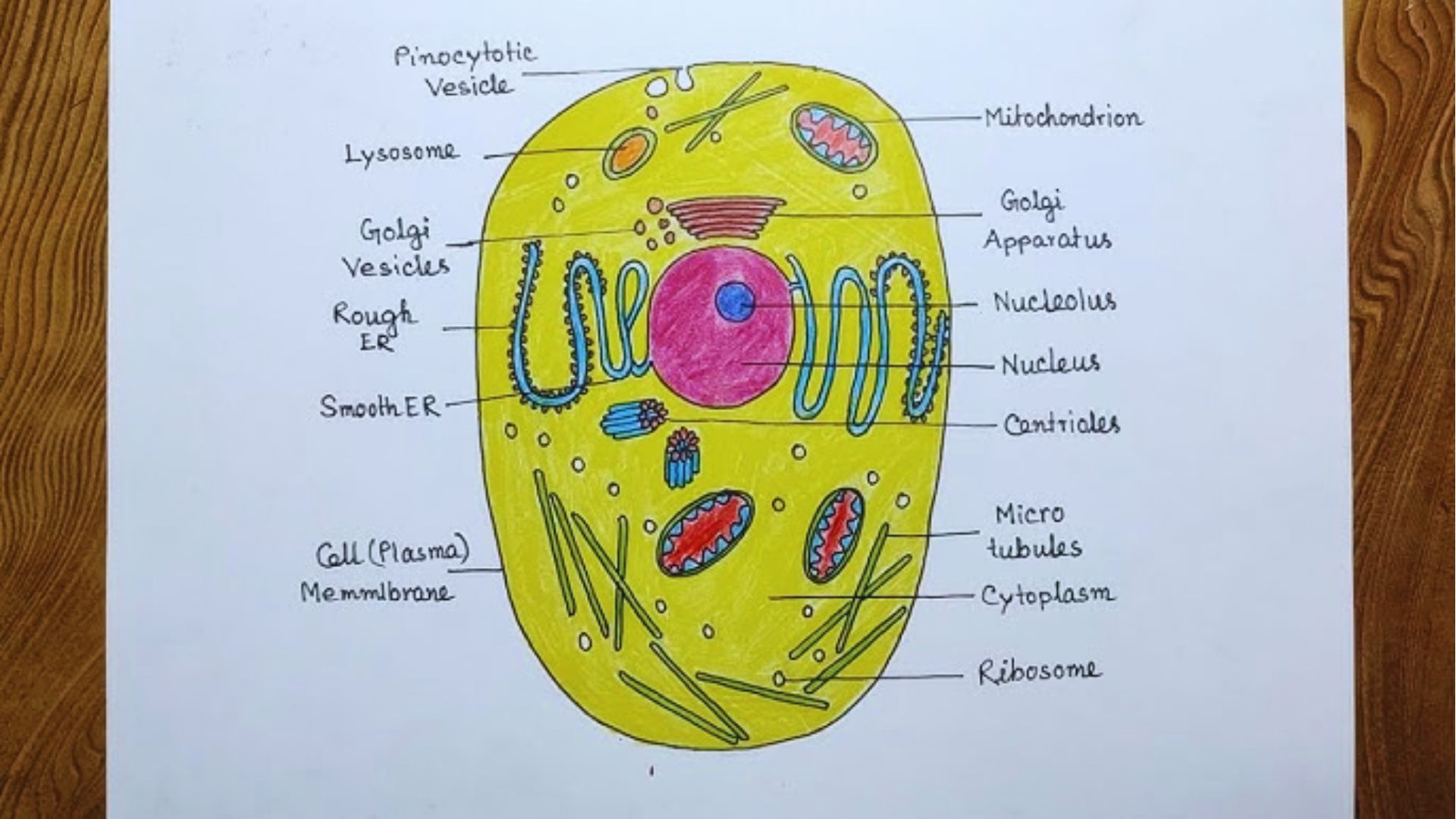 Illustration of a plant cell labeled with the names of its various parts, including the cell wall and chloroplasts.