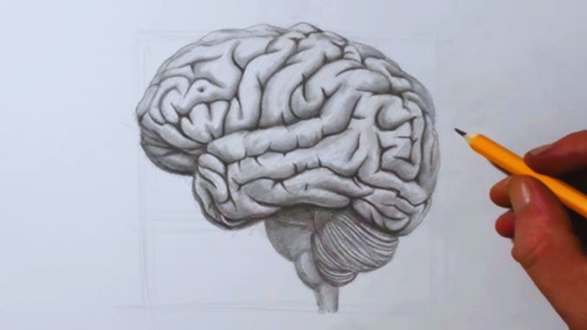 Brain / Cortical Folds