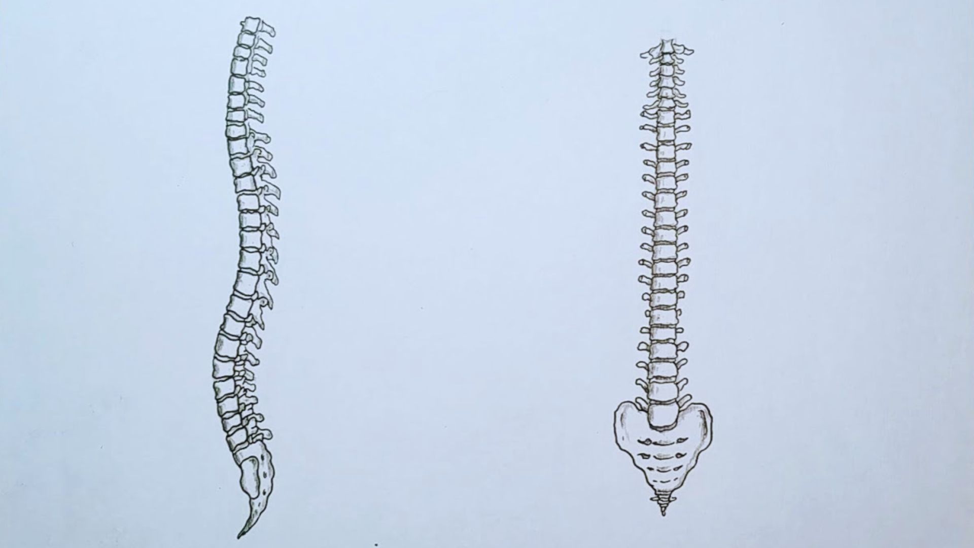 Spine / Skeleton