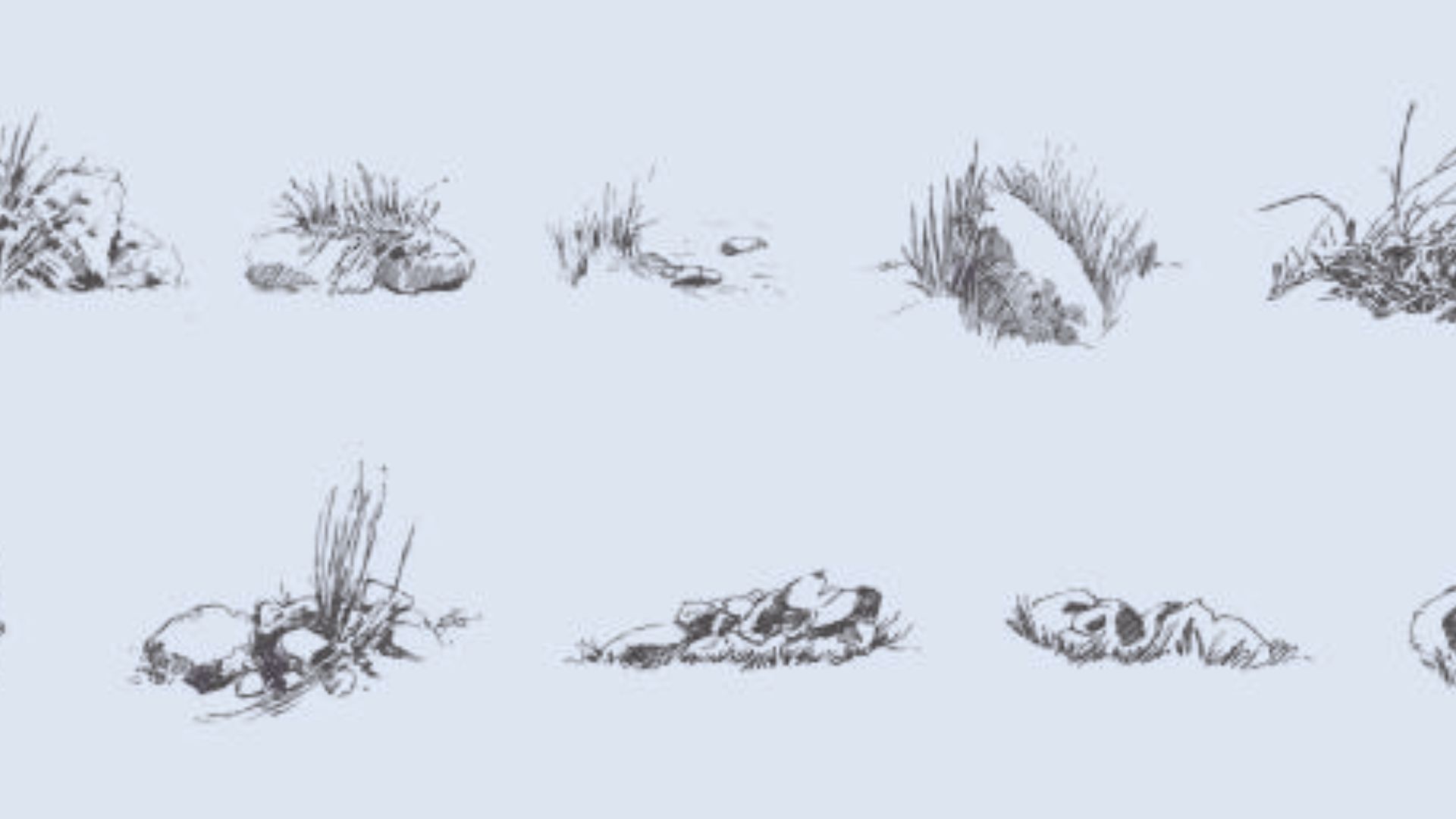 A collection of drawings depicting various types of grass and colorful flowers in a natural setting.
