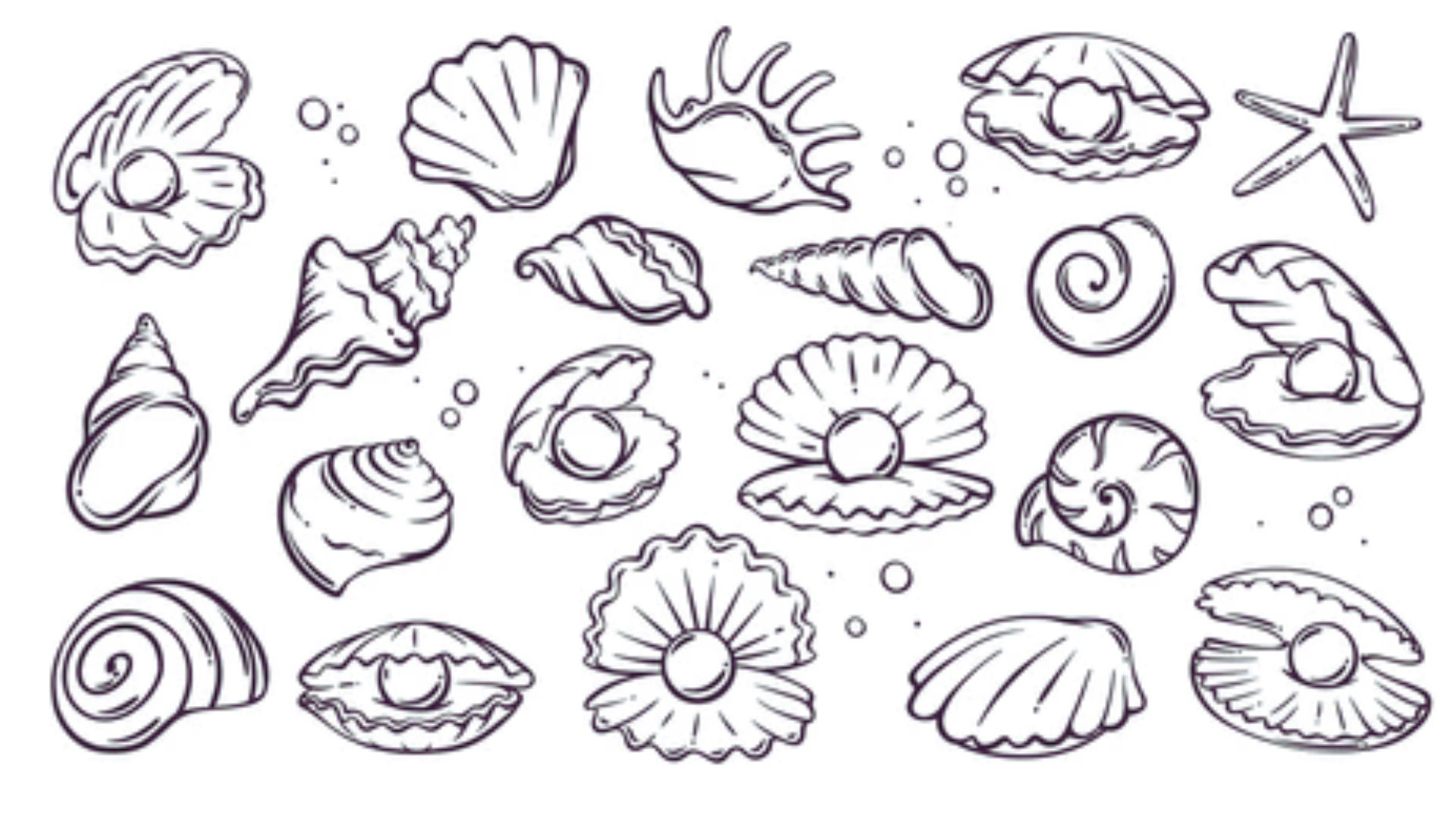 A collection of hand-drawn seashells and starfish arranged artistically on a light background.