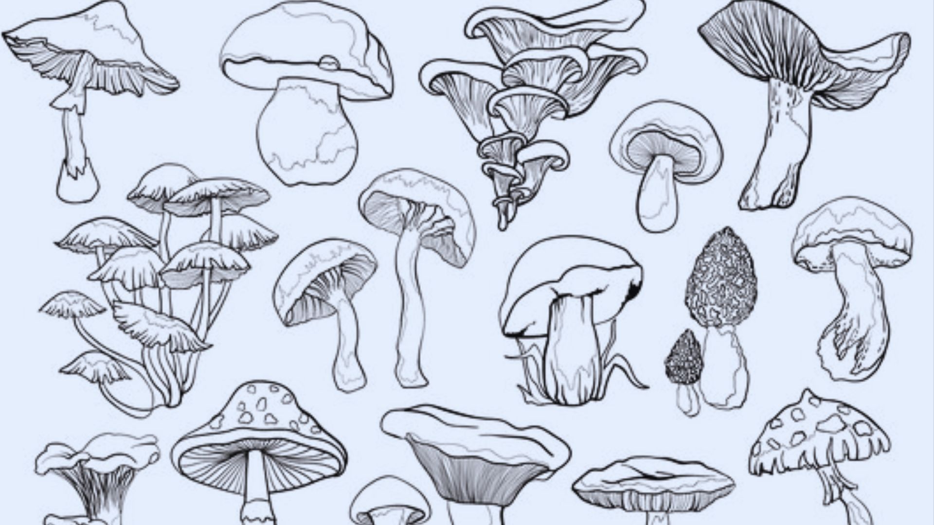A collection of hand-drawn mushrooms in various shapes and sizes, showcasing intricate details and natural textures.