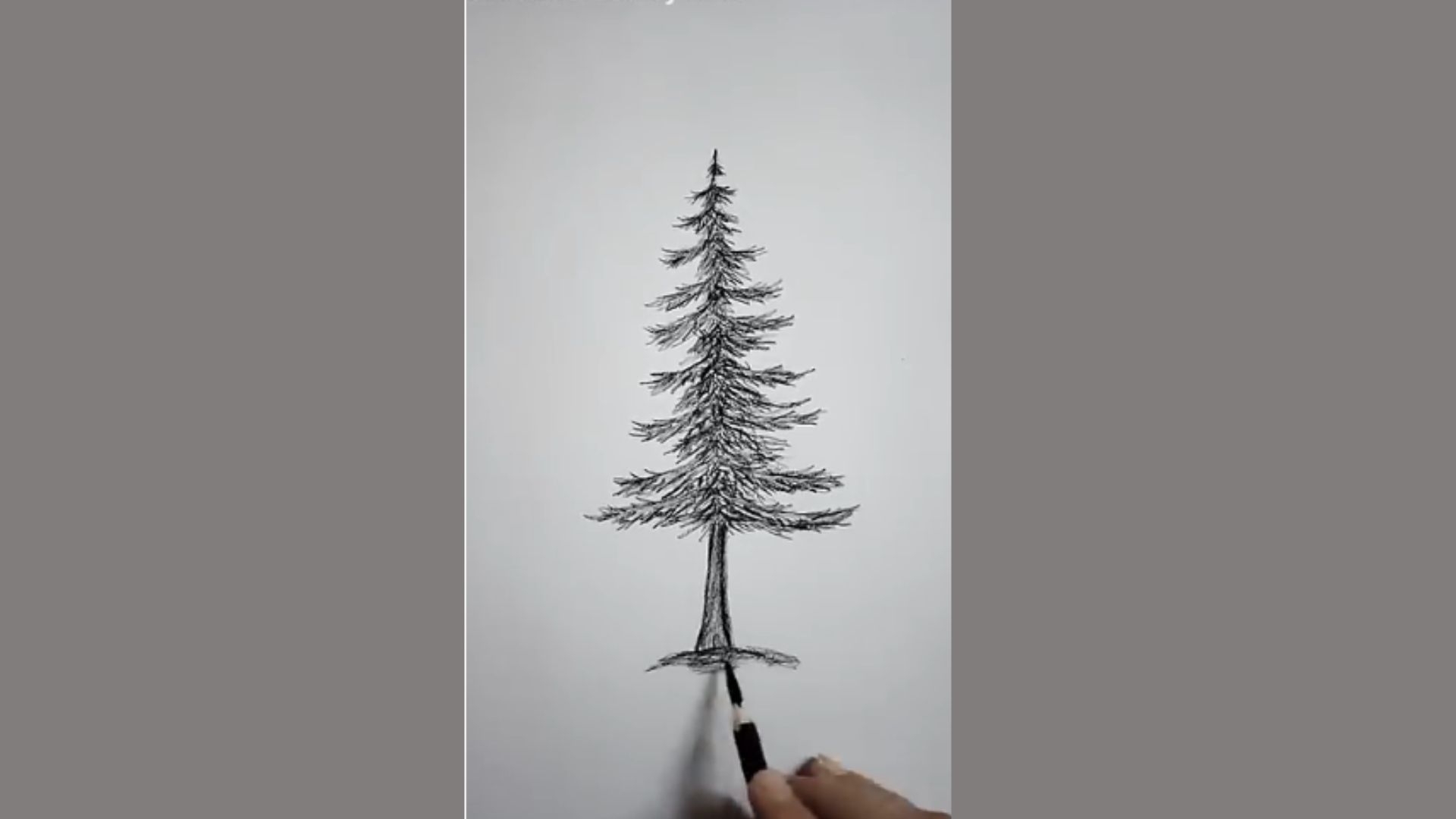 A detailed pencil sketch of a pine tree, highlighting its textured bark and lush green needles.