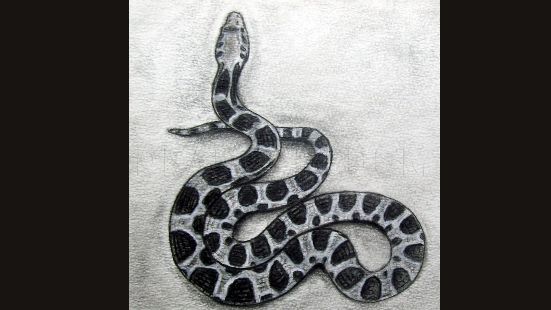 A drawing of a snake featuring a striking black and white pattern across its body.