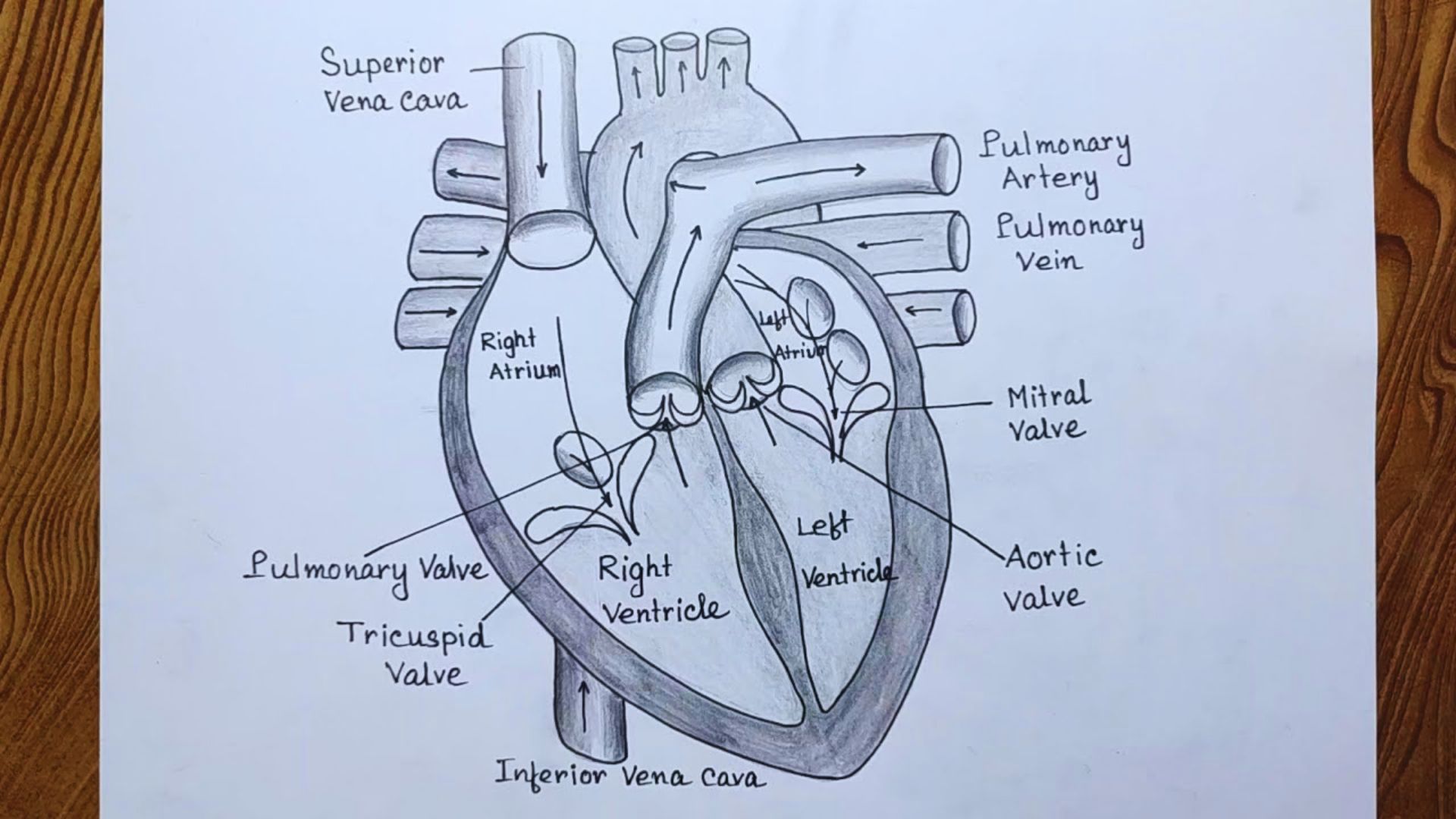 Drawing of a human heart labeled with "heart" and "heart valves" illustrating its anatomy and function.