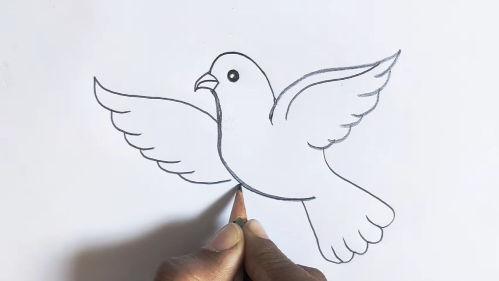 "Instructional image showing the process of drawing a bird, with sequential steps and helpful tips for artists."