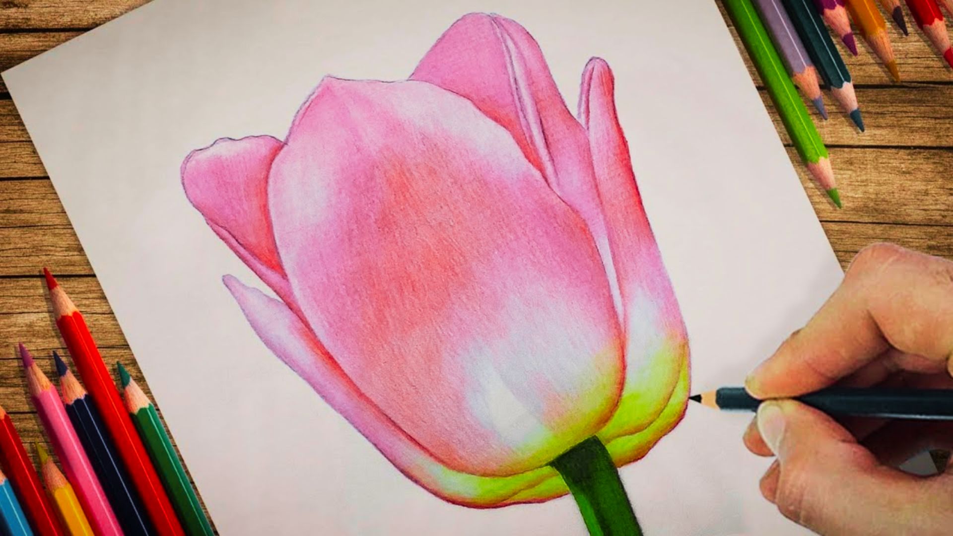 Realistic pink tulip colored pencil drawing in progress, with a hand adding detail to the petals.