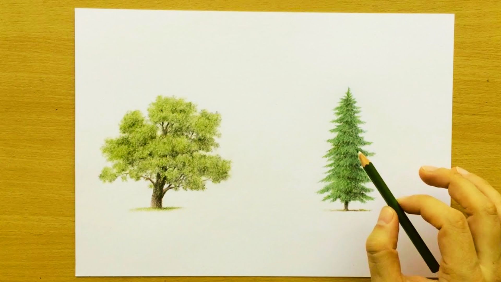 Hand holding a green colored pencil adds detail to a pine tree sketch on white paper.