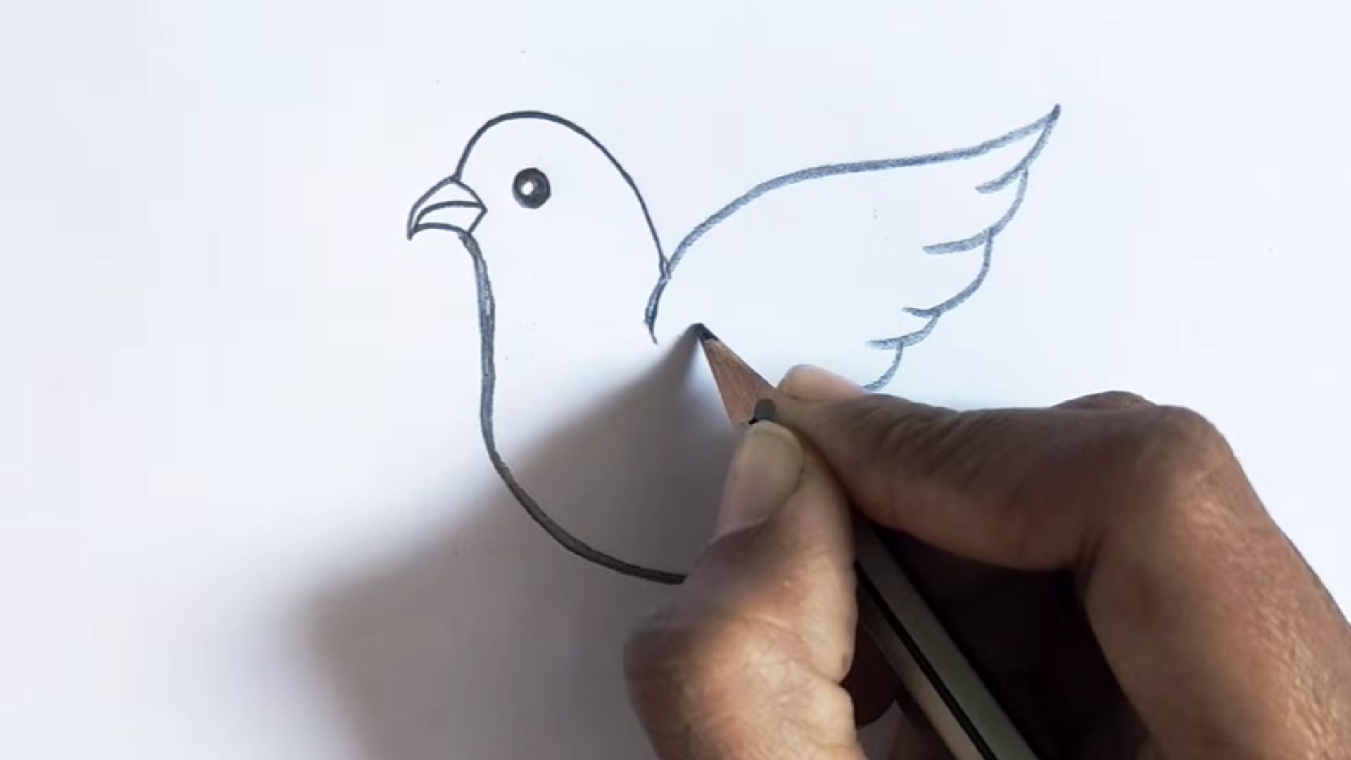 Step 5 – Draw the Tail Feathers