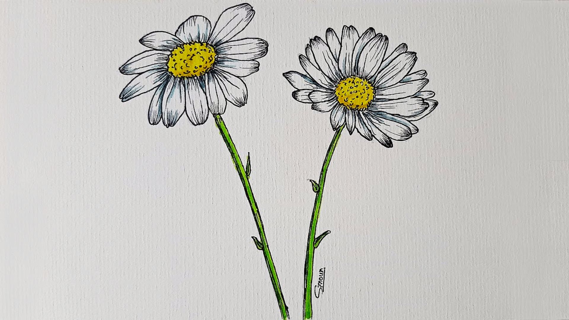 Watercolor daisy illustration of two white flowers with yellow centers and green stems on textured paper.