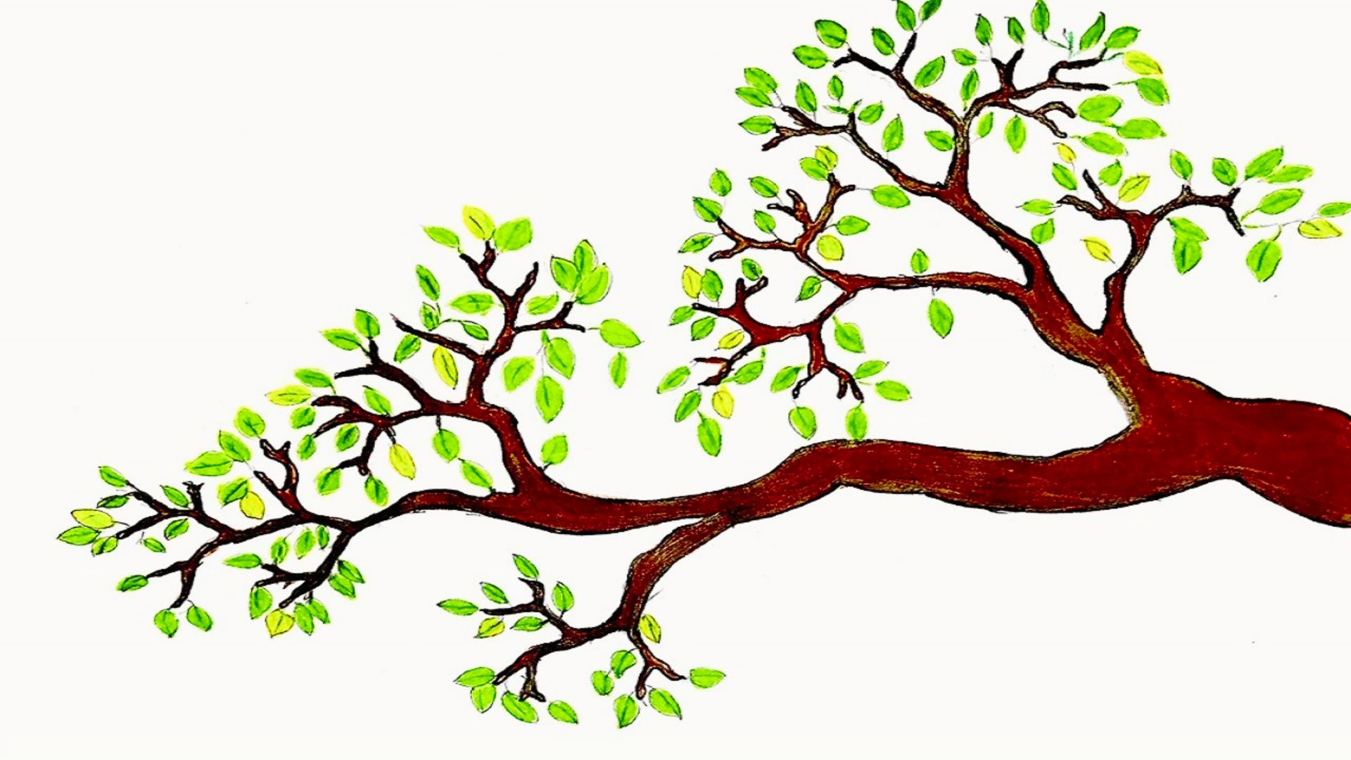 Colorful illustration of a thick brown tree branch extending left with clusters of small oval leaves.