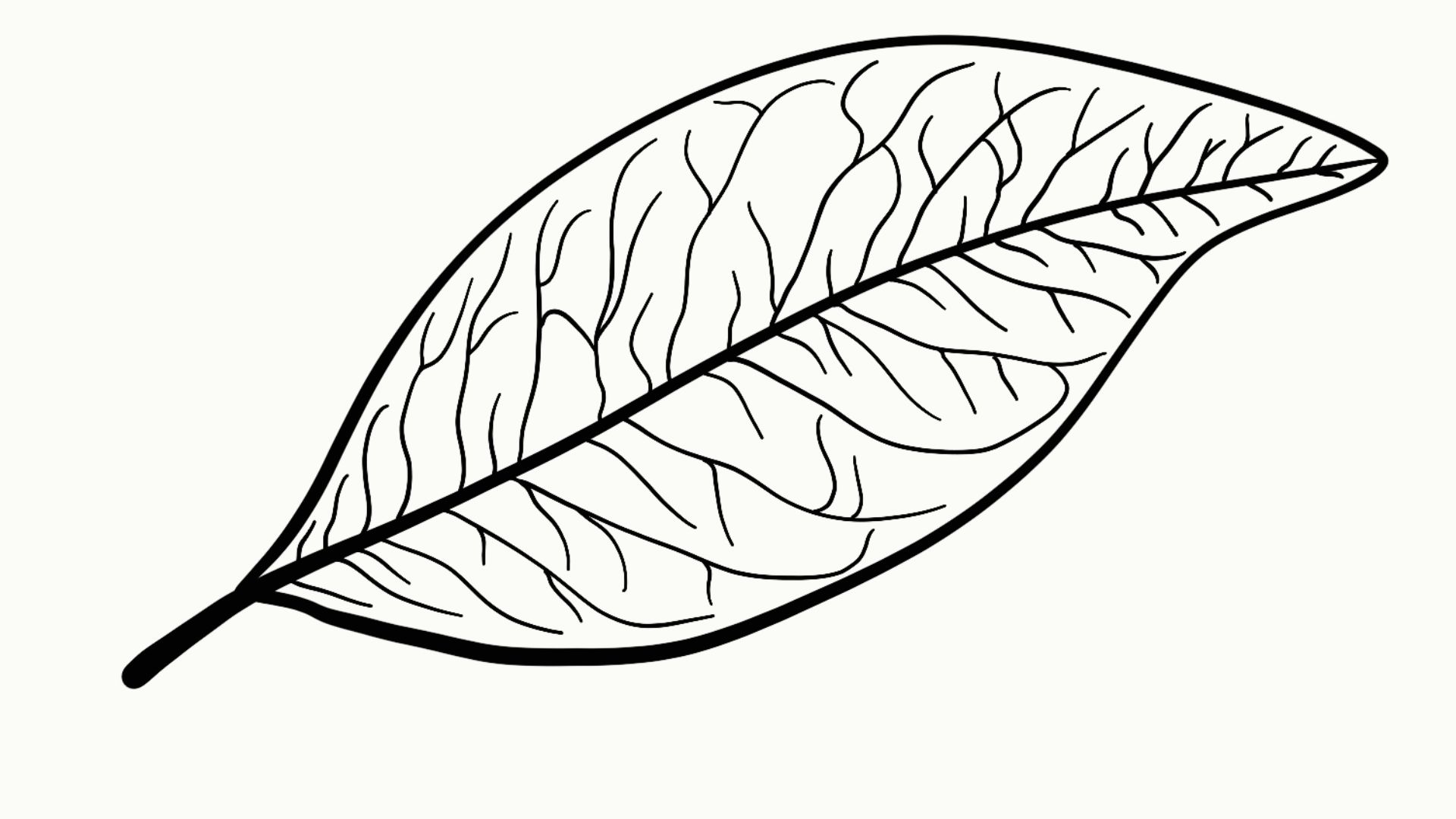 Black line drawing of a single detailed leaf showing veins and curved edges.