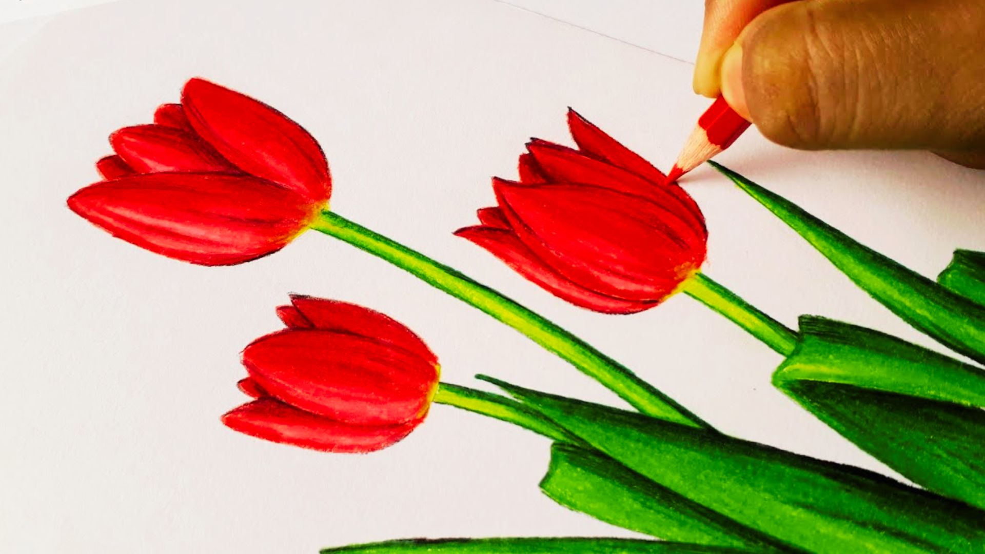 Colored pencil drawing of two bright red tulips with green stems and leaves on white paper.