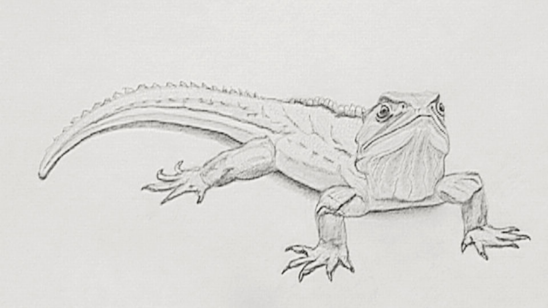 Realistic pencil sketch of a lizard-like reptile with textured skin and spiny back.