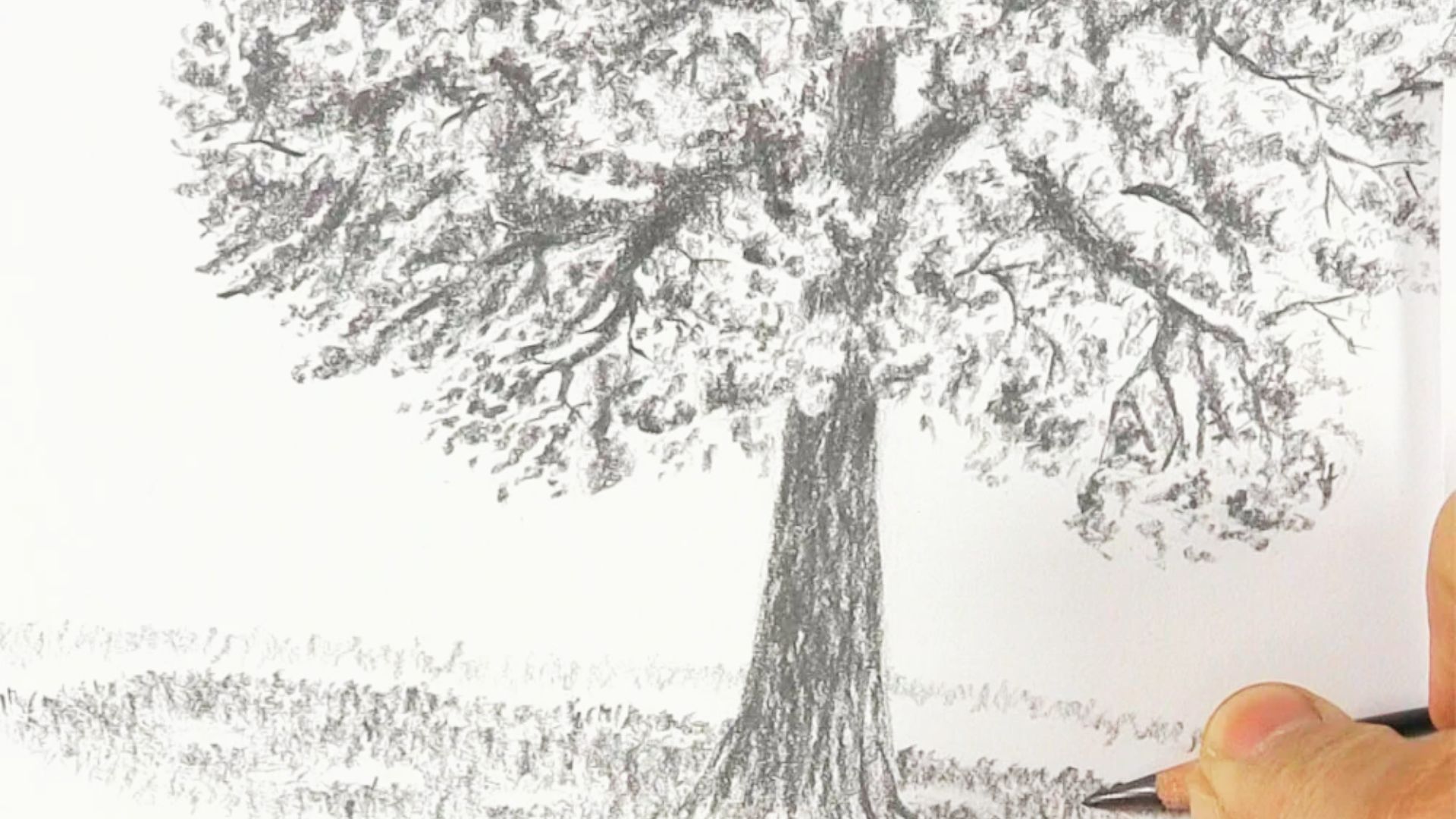Graphite sketch of a full tree with heavy shading to suggest dense foliage.