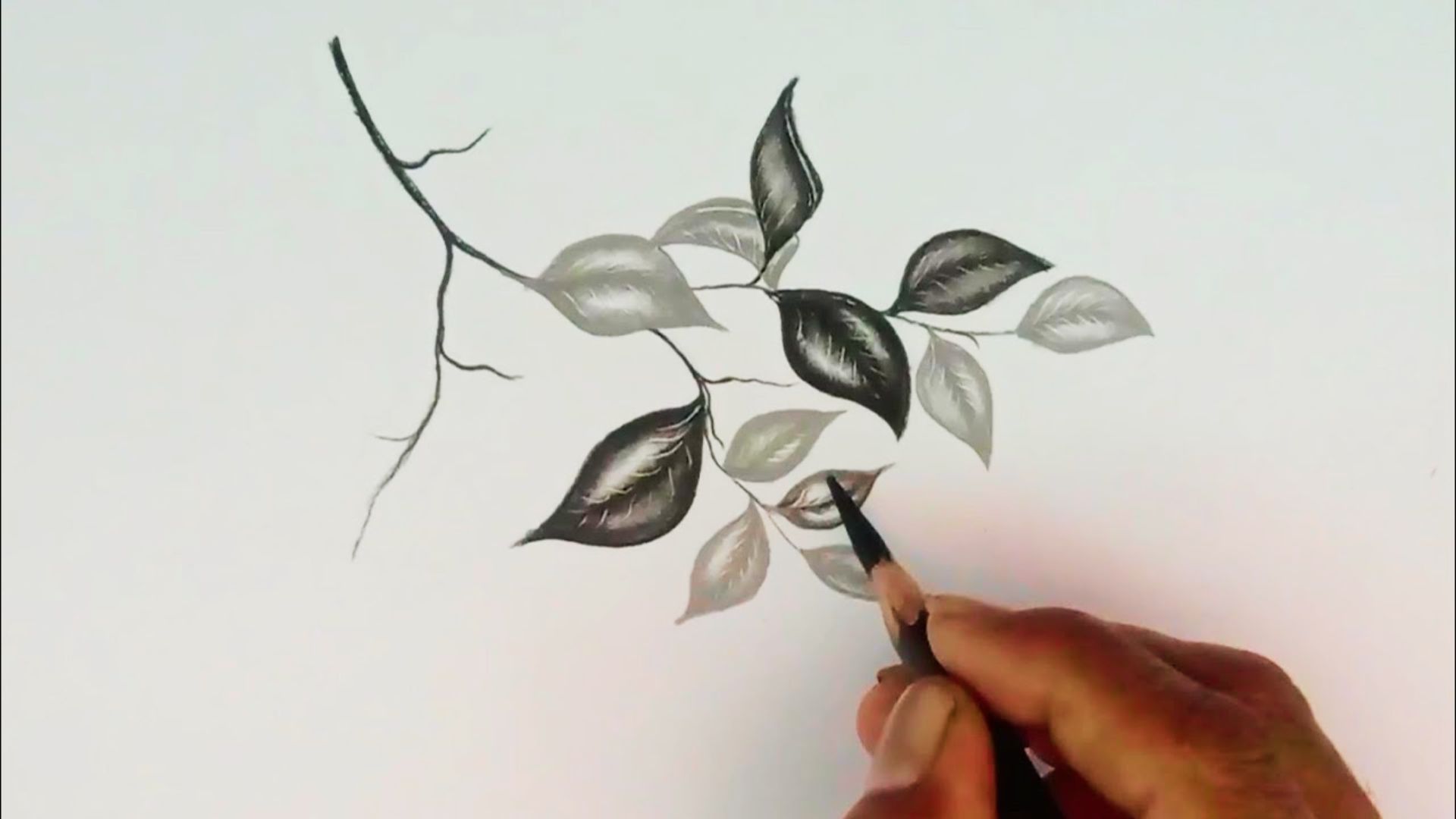 Hand uses a black pencil to shade detailed leaves on a thin branch.