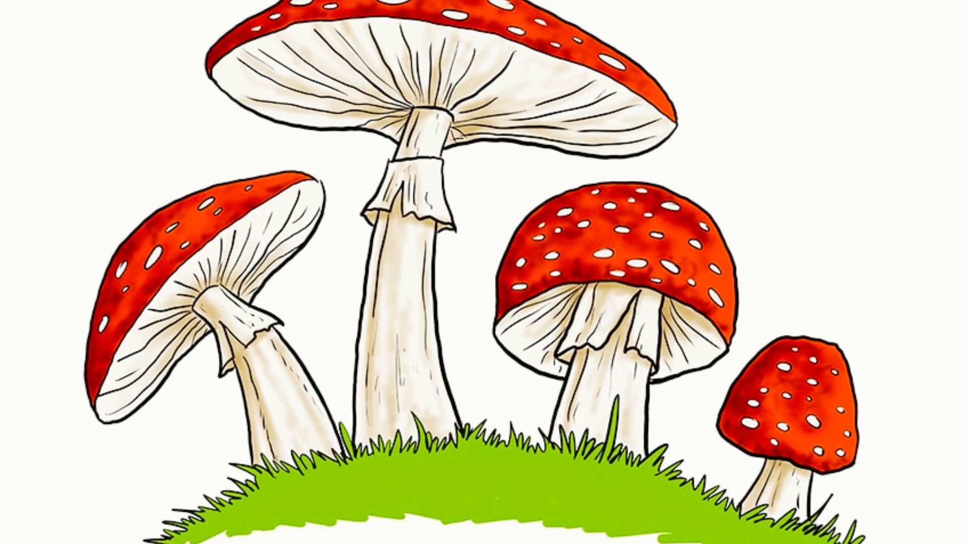 Cluster of 4 hand-drawn red toadstool mushrooms with white spots and detailed gills underneath.