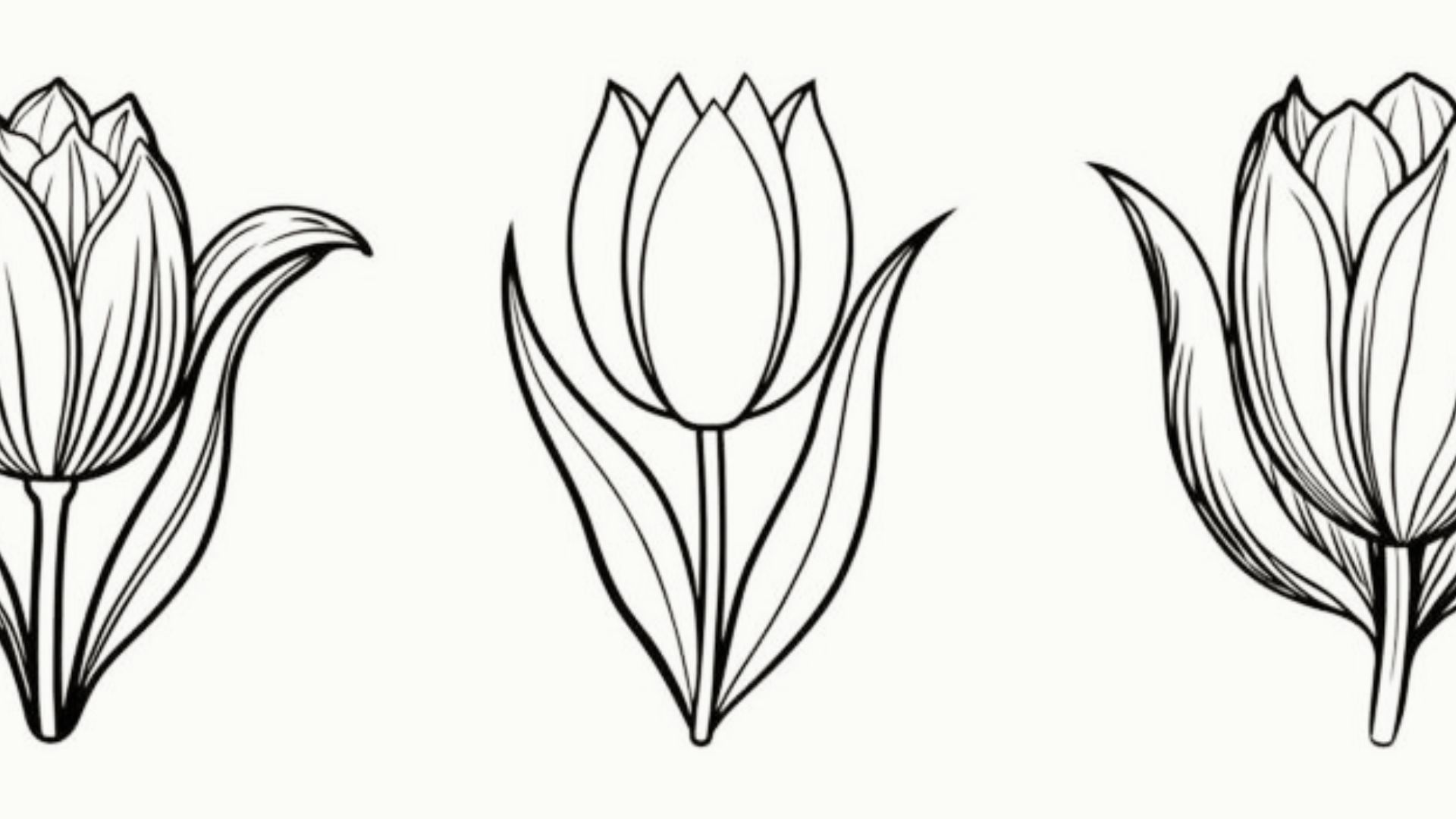 Black and white line drawing of three tulips side by side, each with detailed petals and leaves.