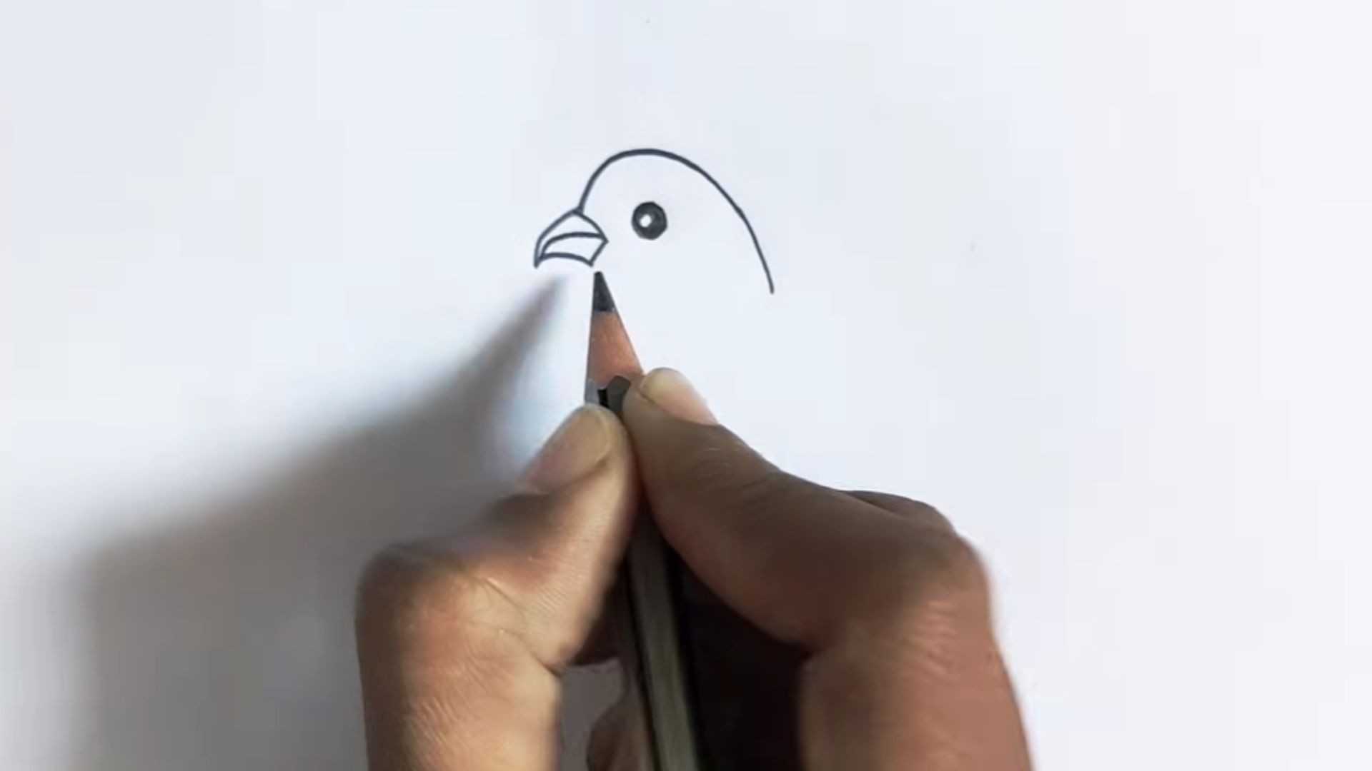 "Instructional image showing the process of drawing a bird in pencil, highlighting key techniques."