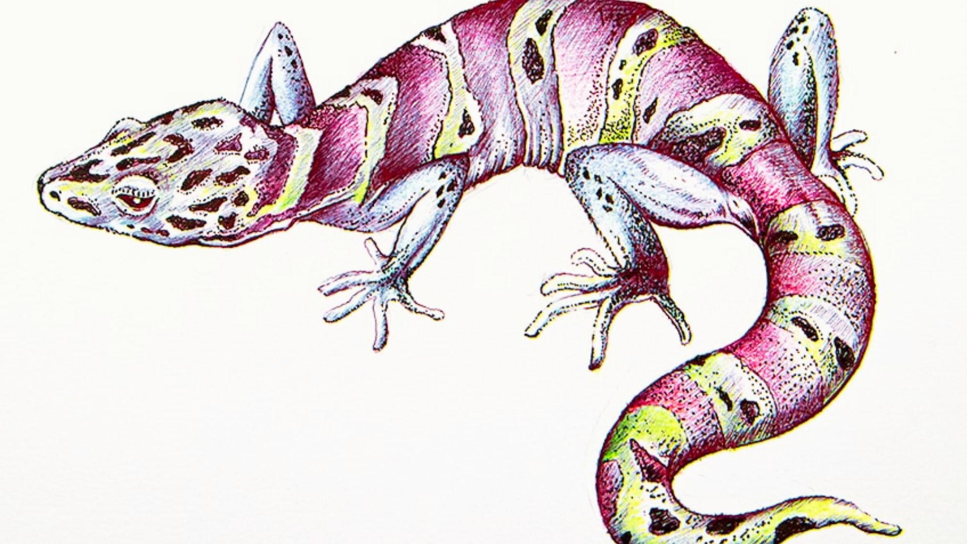 Hand-drawn gecko in pink, yellow, and white with black spots and striped tail.