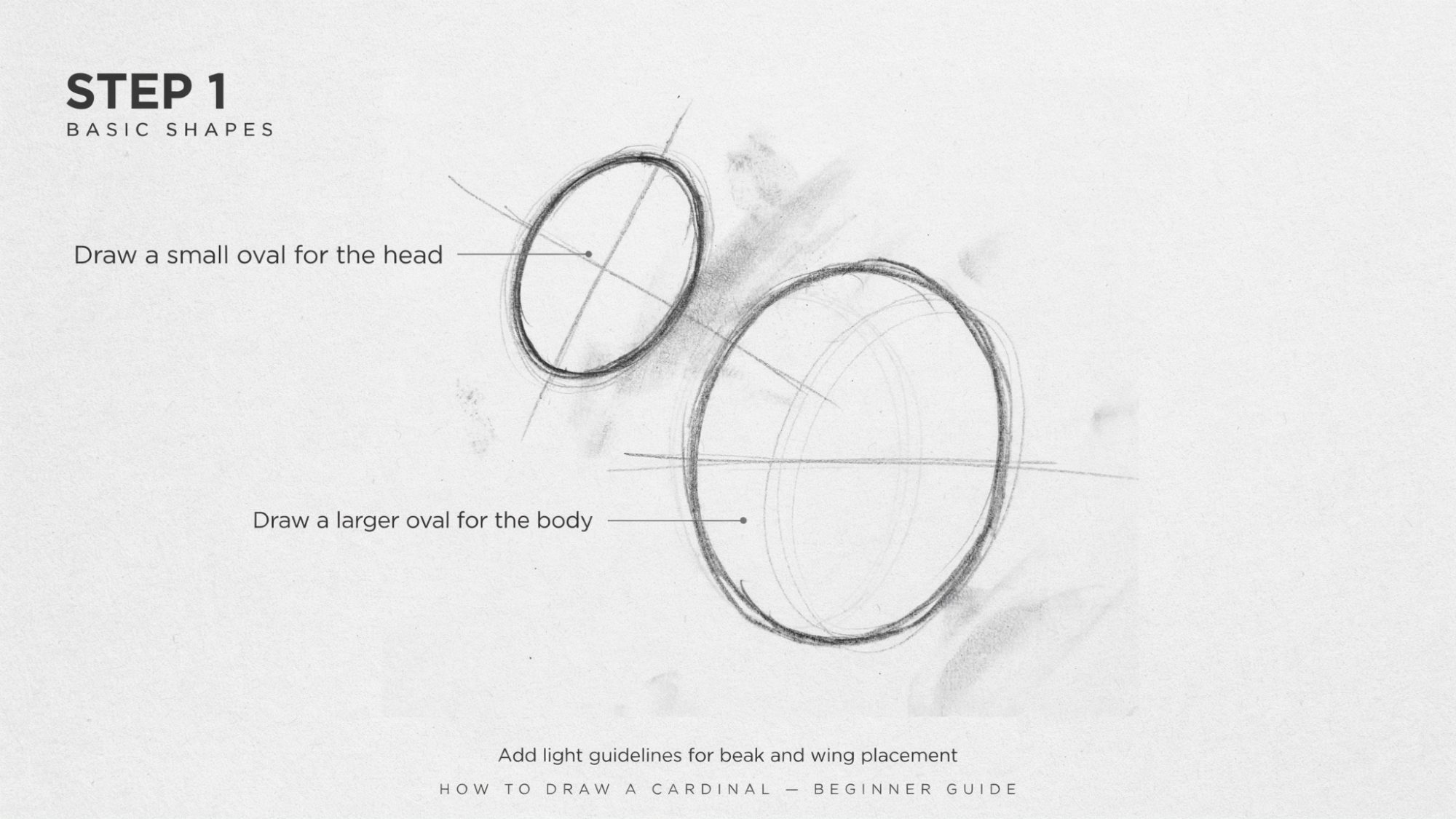 A cardinal drawing showing two simple ovals for head and body construction.