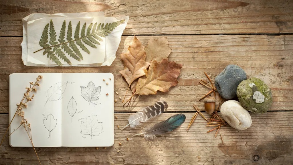 Nature explorer shadow box with leaves and feathers.