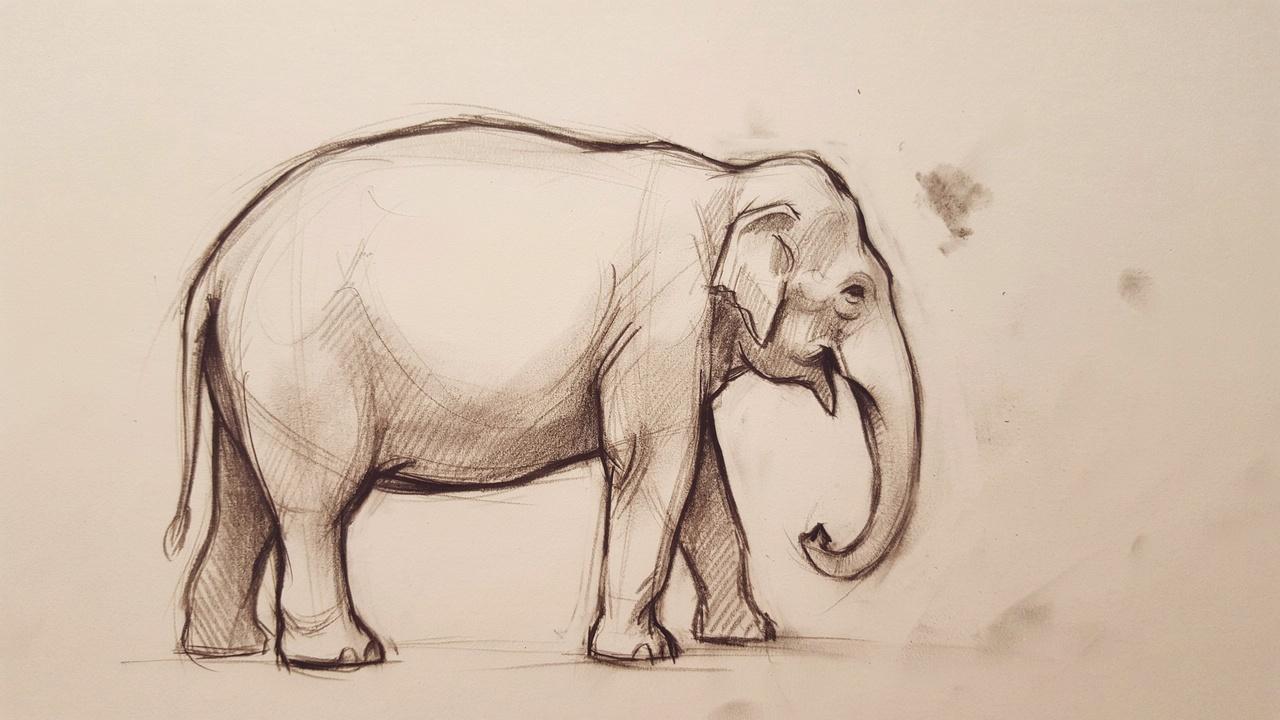 Sketching the main body of an elephant.