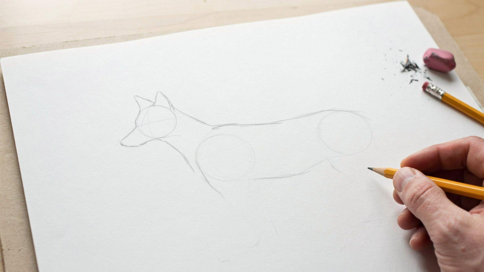 Basic oval head and body shapes forming the foundation of a coyote drawing.
