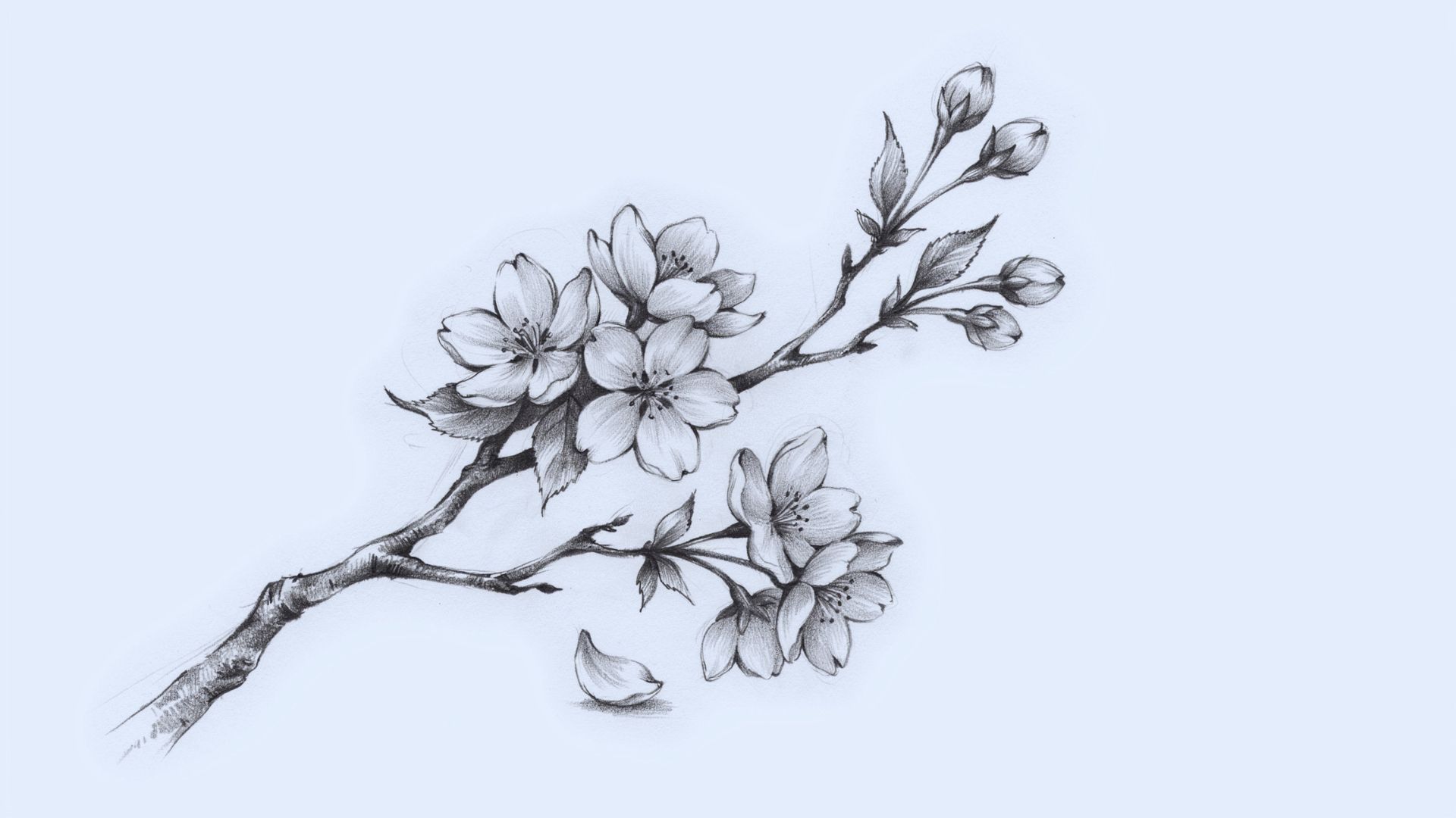 Main cherry blossom branch with smaller curved twigs extending from the sides.