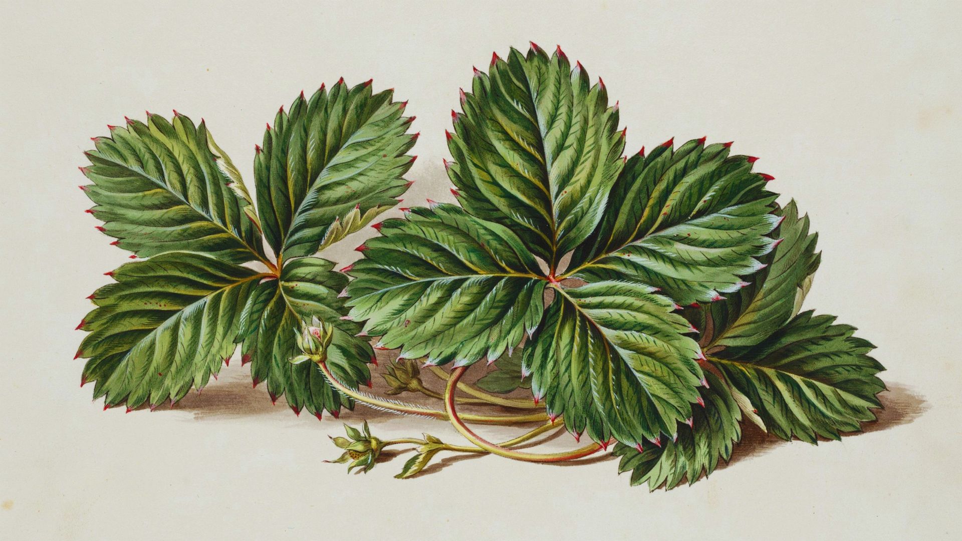Strawberry leaves with detailed veins and realistic texture.