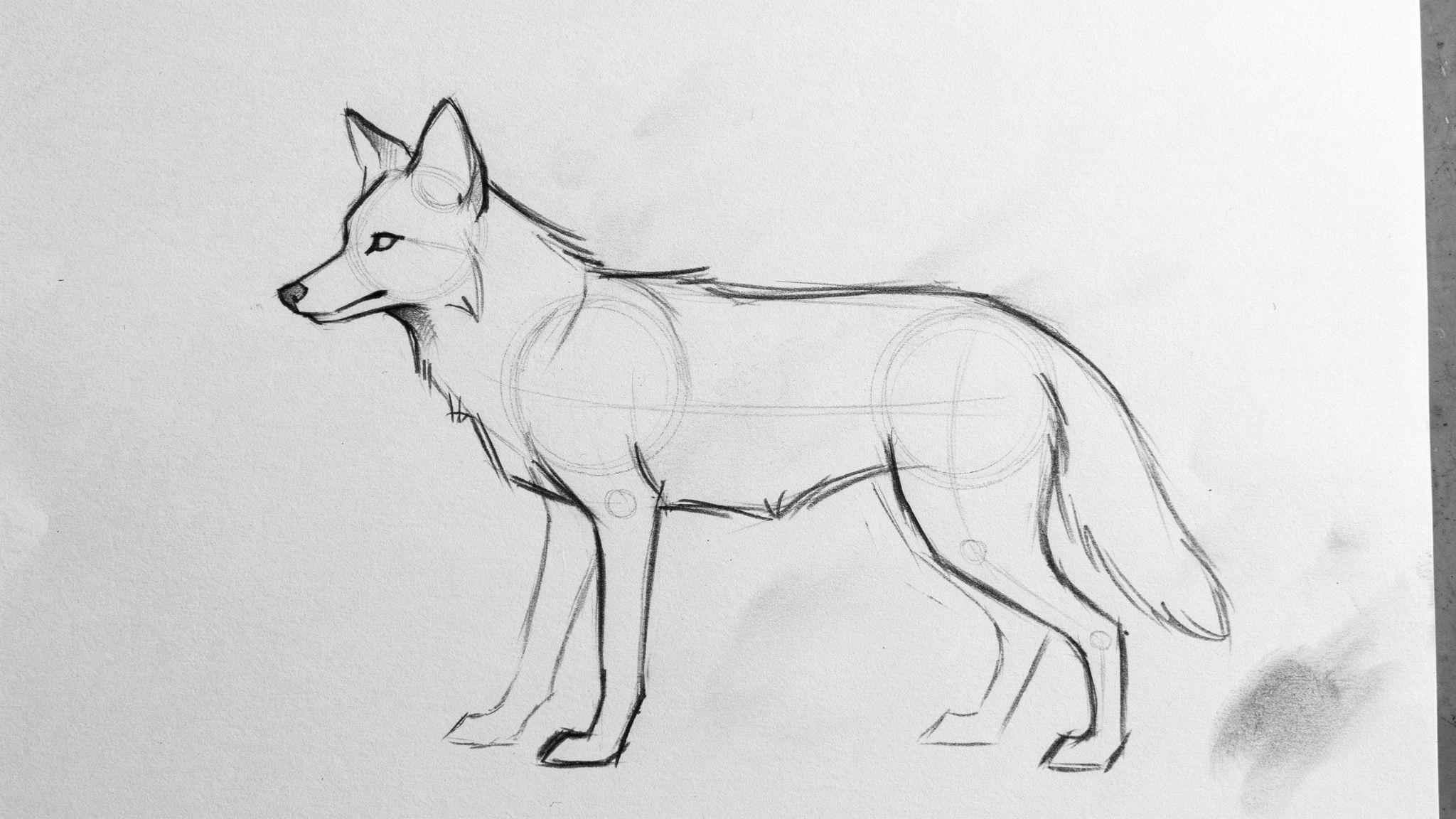 Coyote sketch developing with pointed ears, neck lines, and elongated snout details.