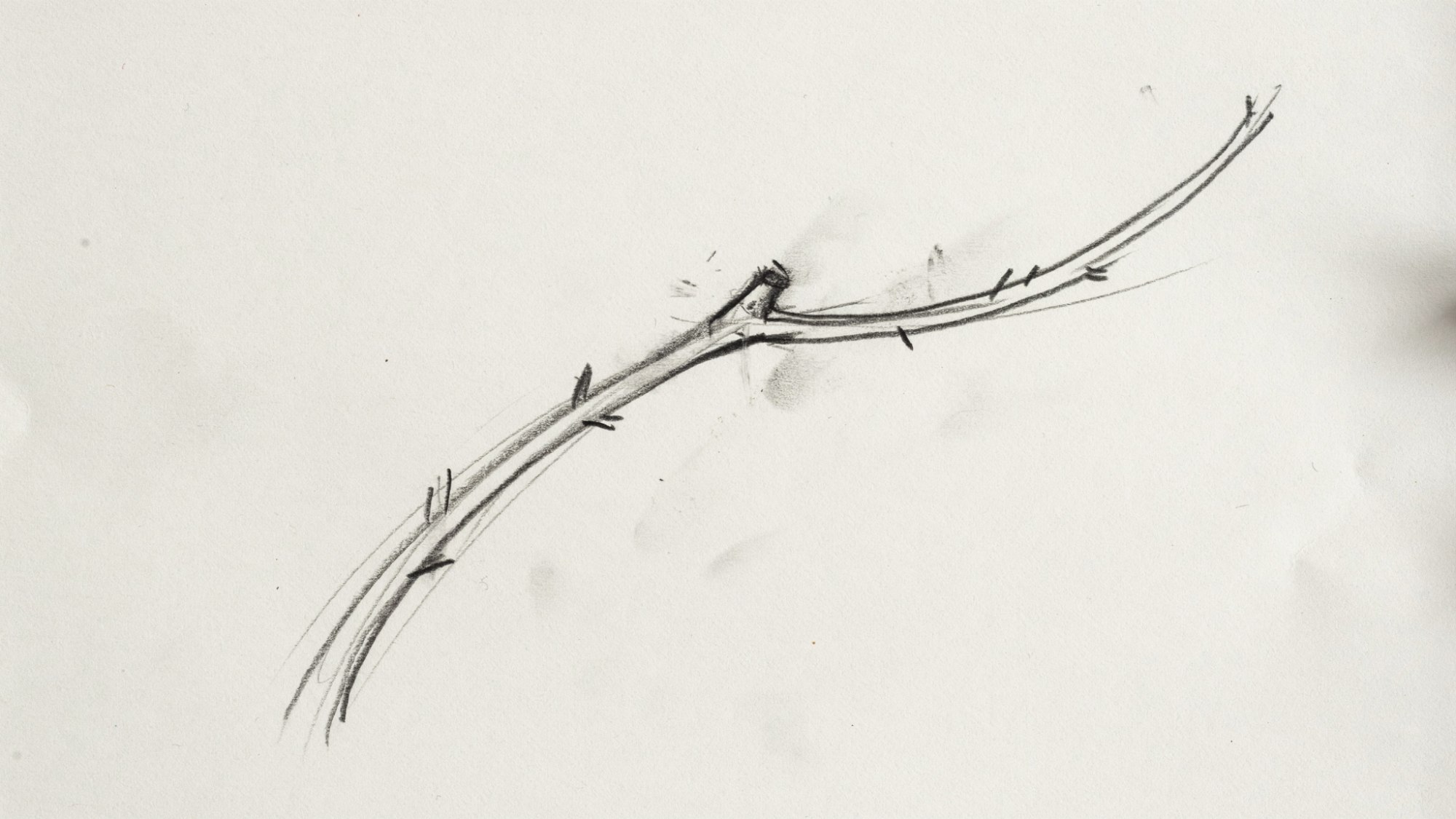 A simple curved branch line drawn with pencil on paper, showing light rough strokes and beginner friendly sketch style as the base for toucan drawing.
