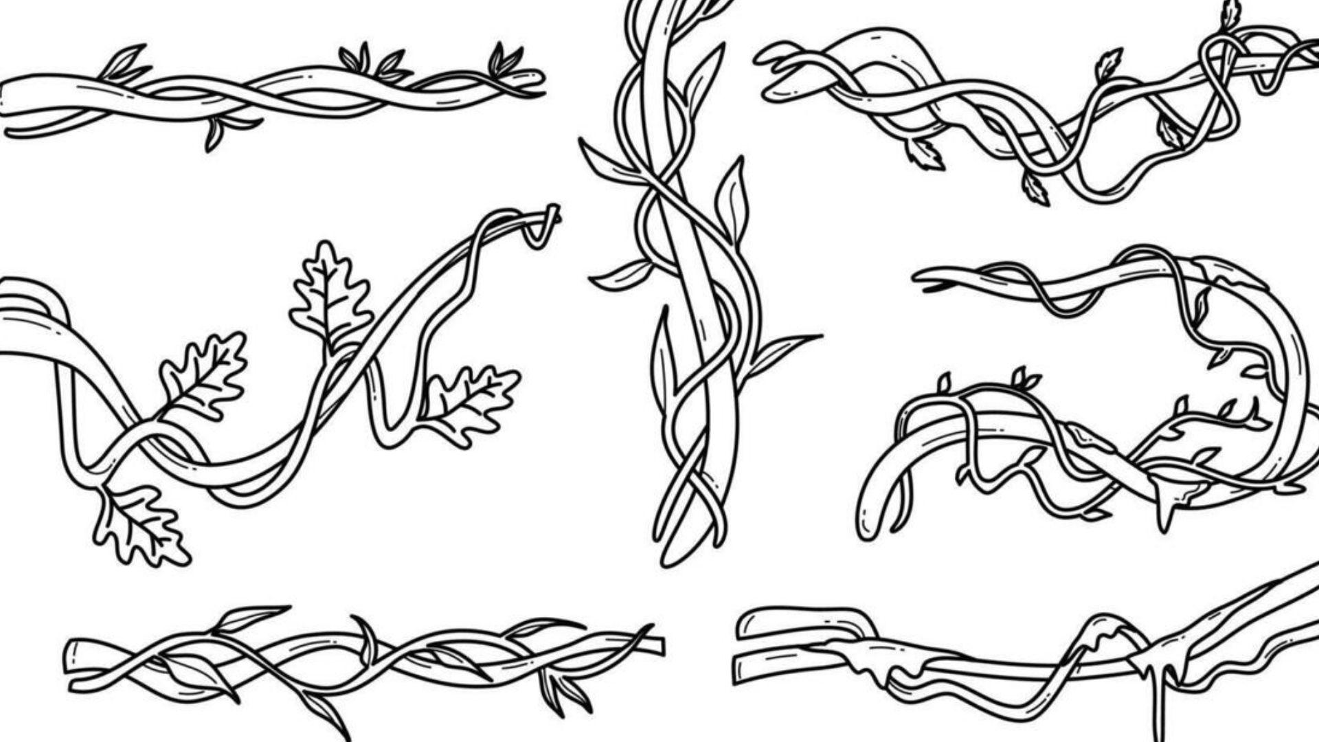 Examples of decorative vine drawings with curved stems, leaves, and floral patterns.