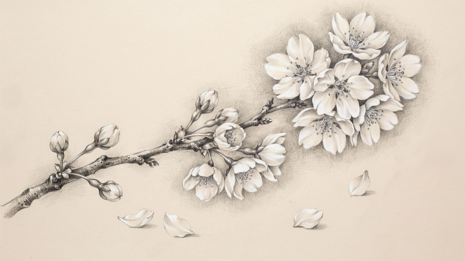 Cherry blossom branch featuring multiple flowers arranged naturally along the twigs.