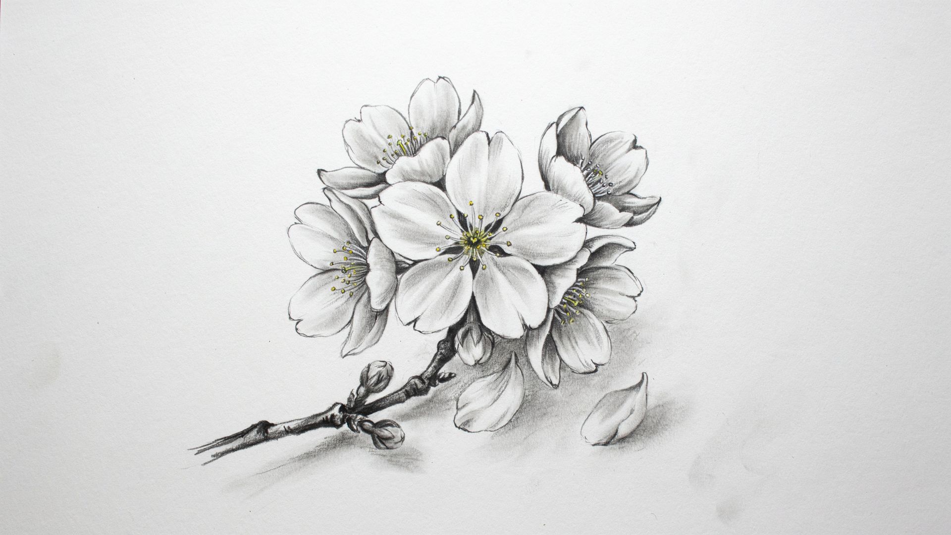 Finished cherry blossom sketch with clean outlines and detailed flower features.