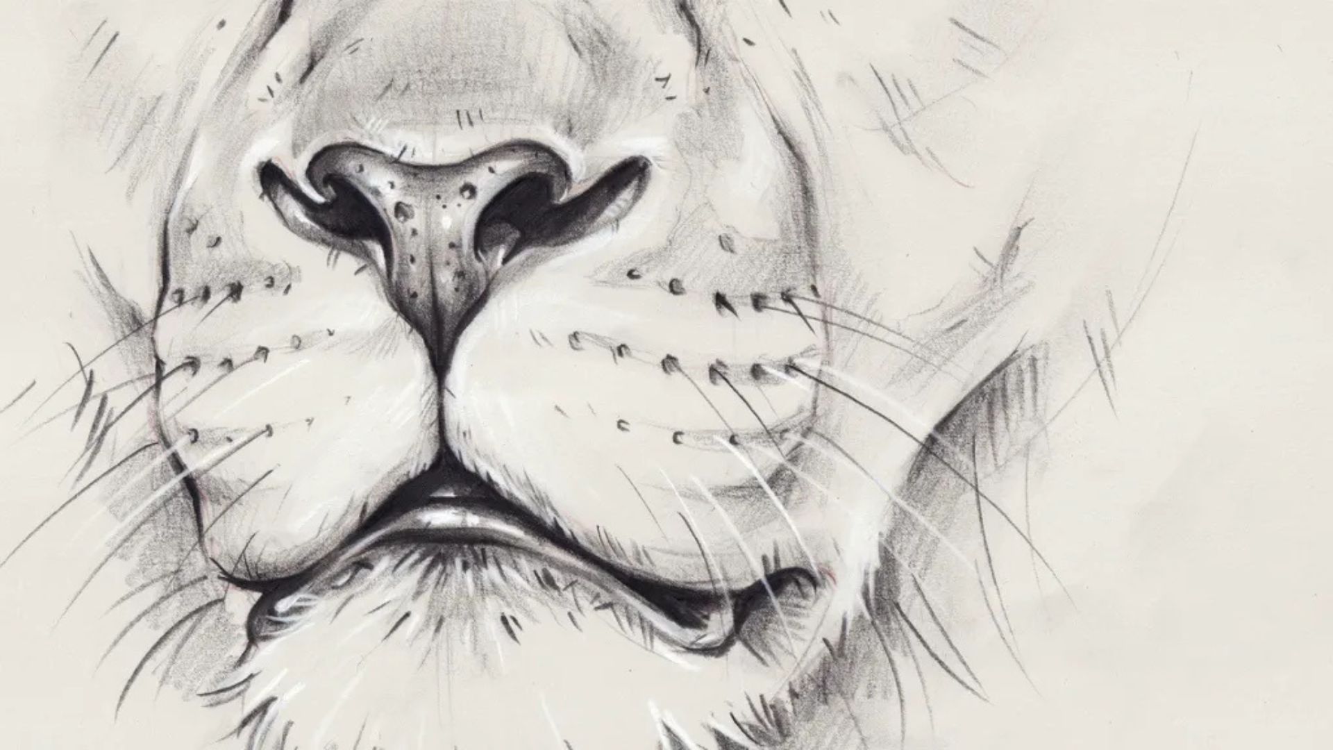 Drawing a lion nose and mouth