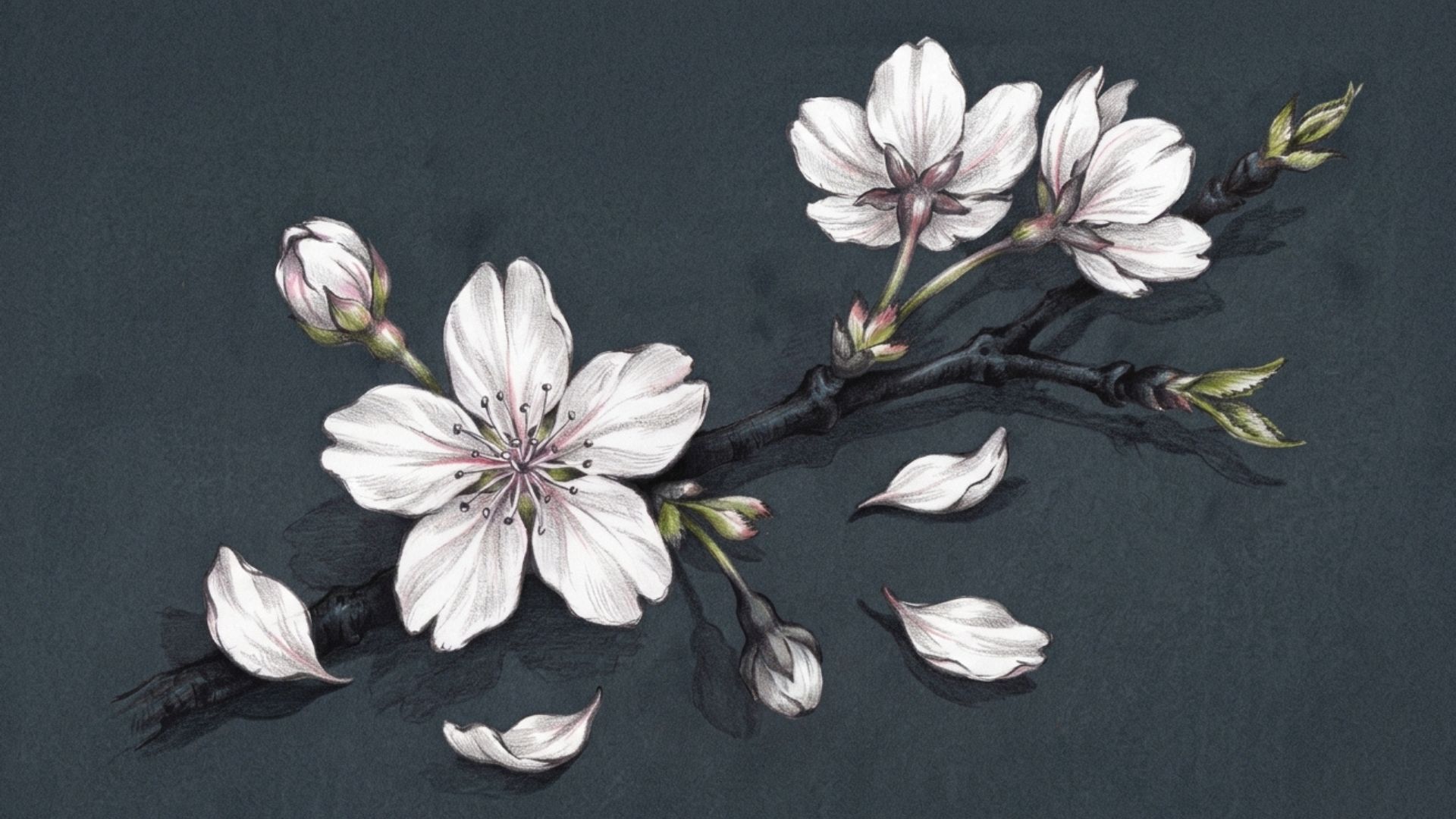 Cherry blossom structure showing petals, flower center, buds, and branches.