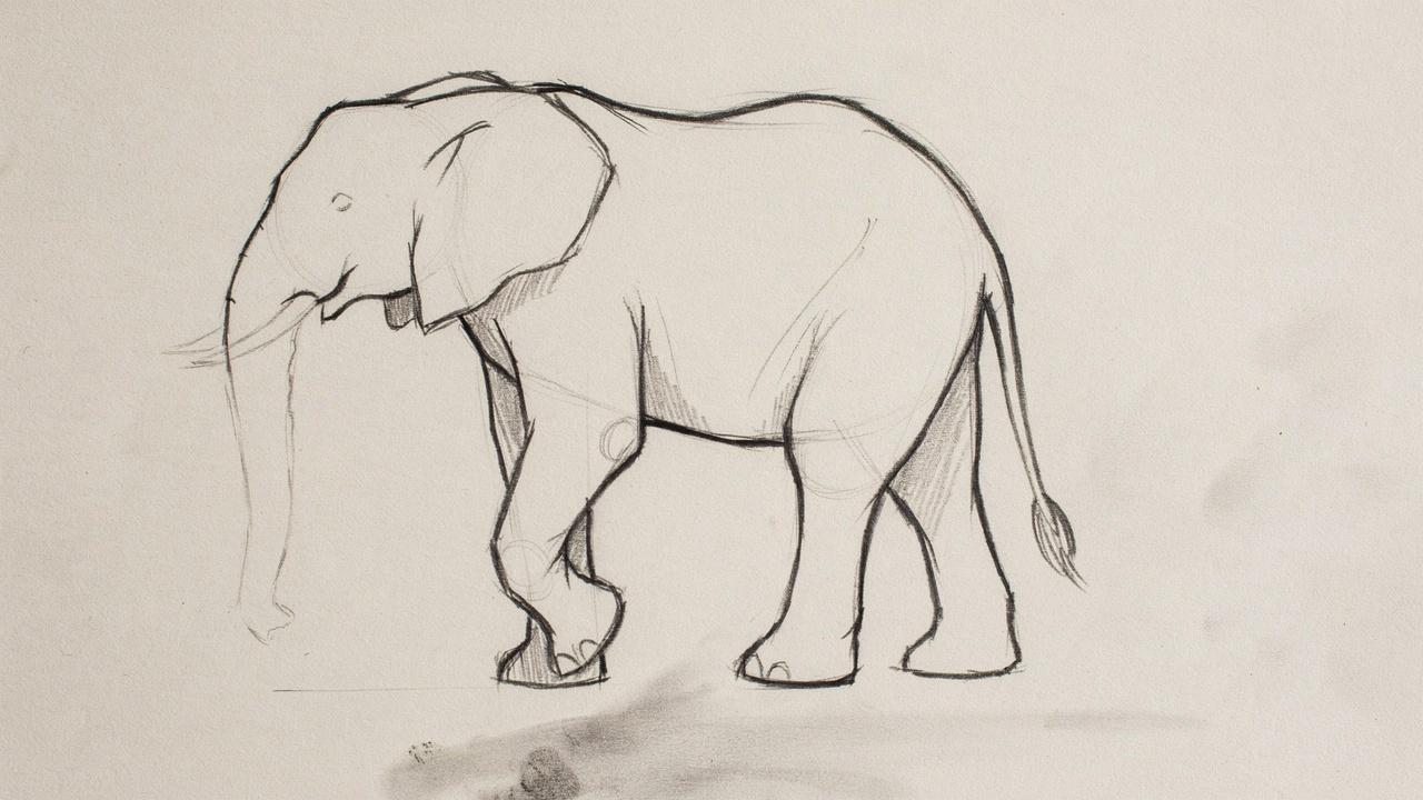 Adding the hind legs and tail to an elephant sketch.
