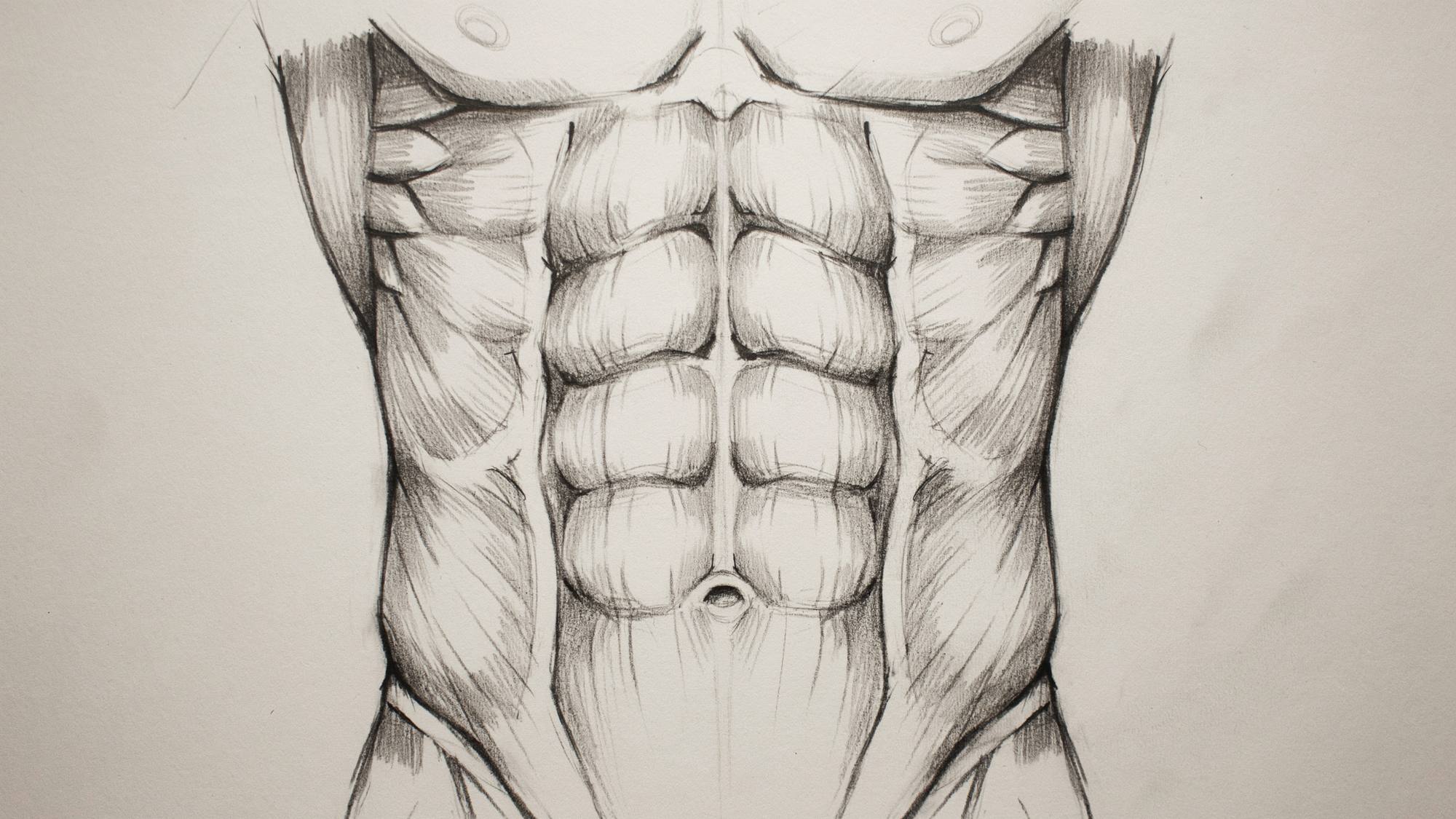 Drawing outlining the rectus abdominis muscles on the torso.