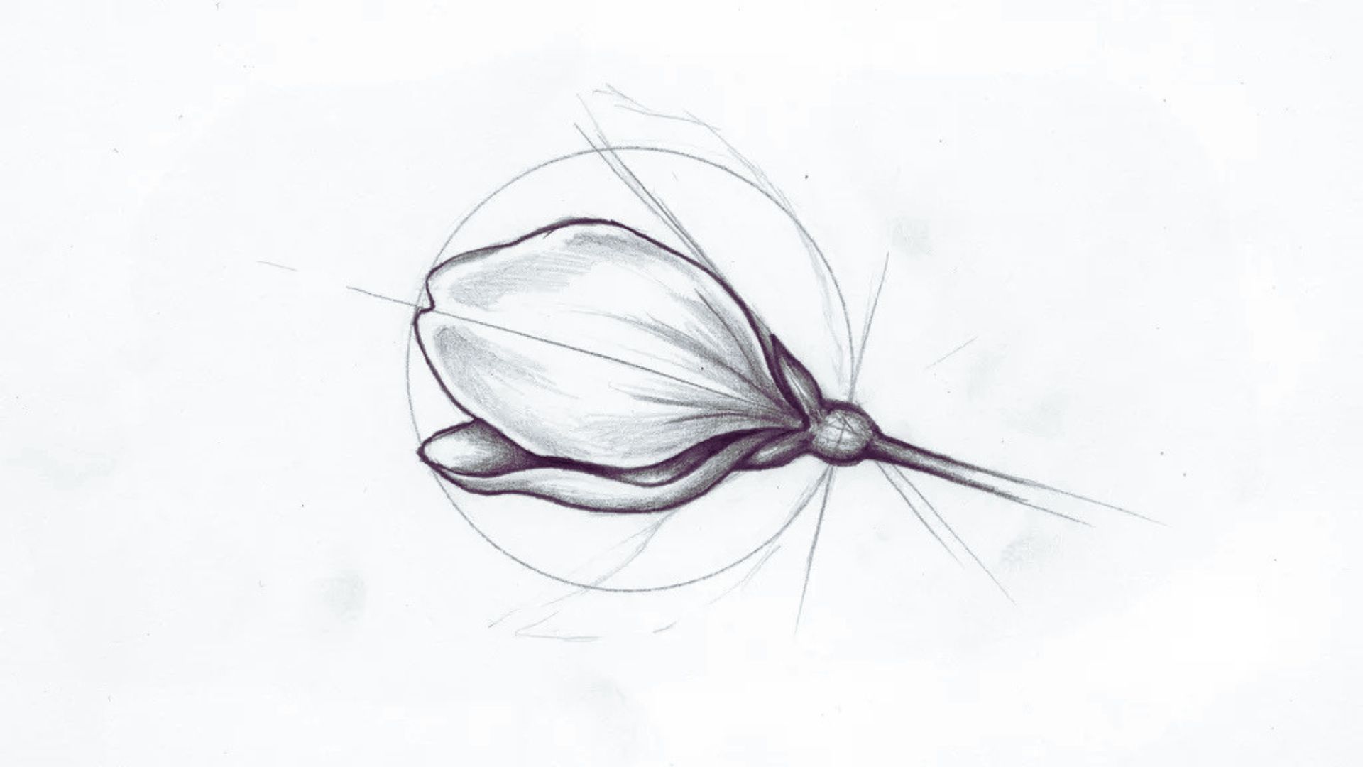 Single cherry blossom petal drawn around a small center guide circle.