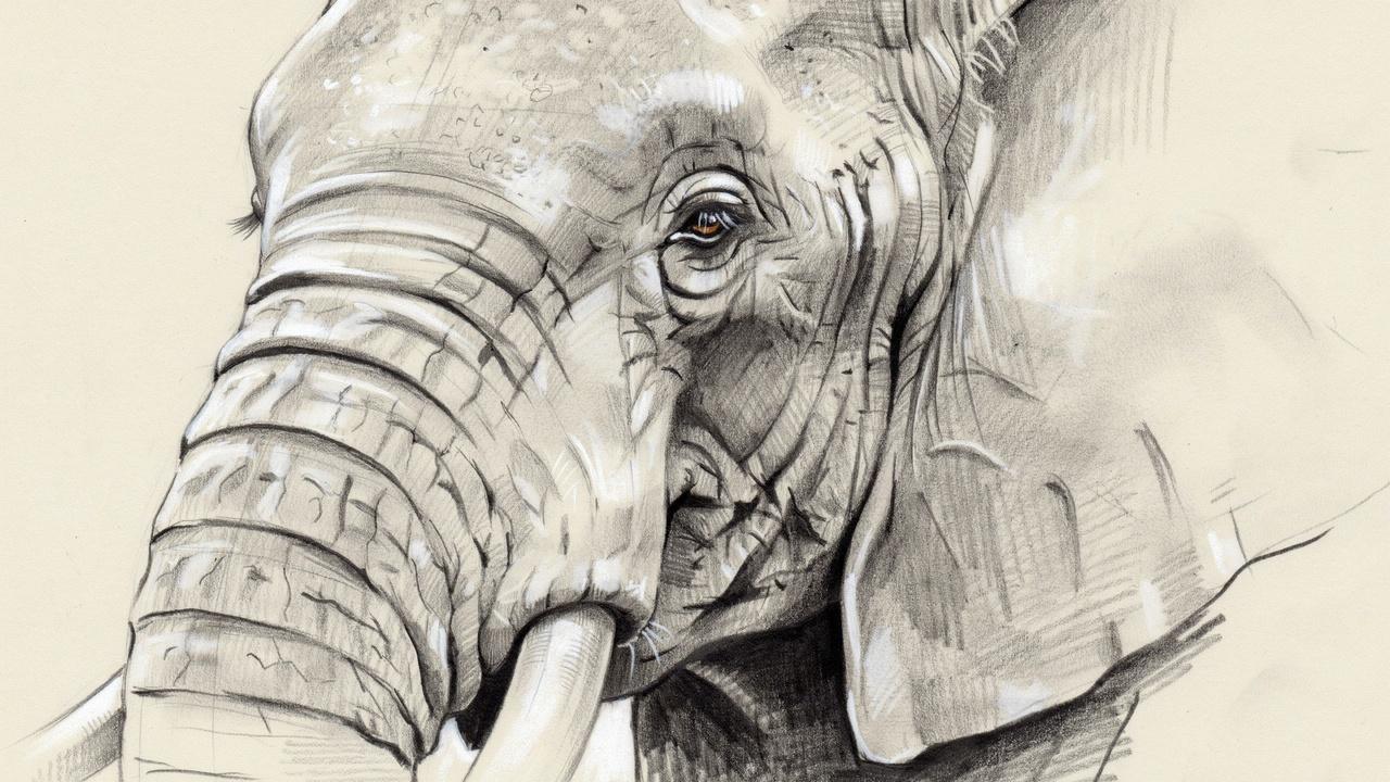Adding eyes, tusks, and facial details to an elephant drawing.